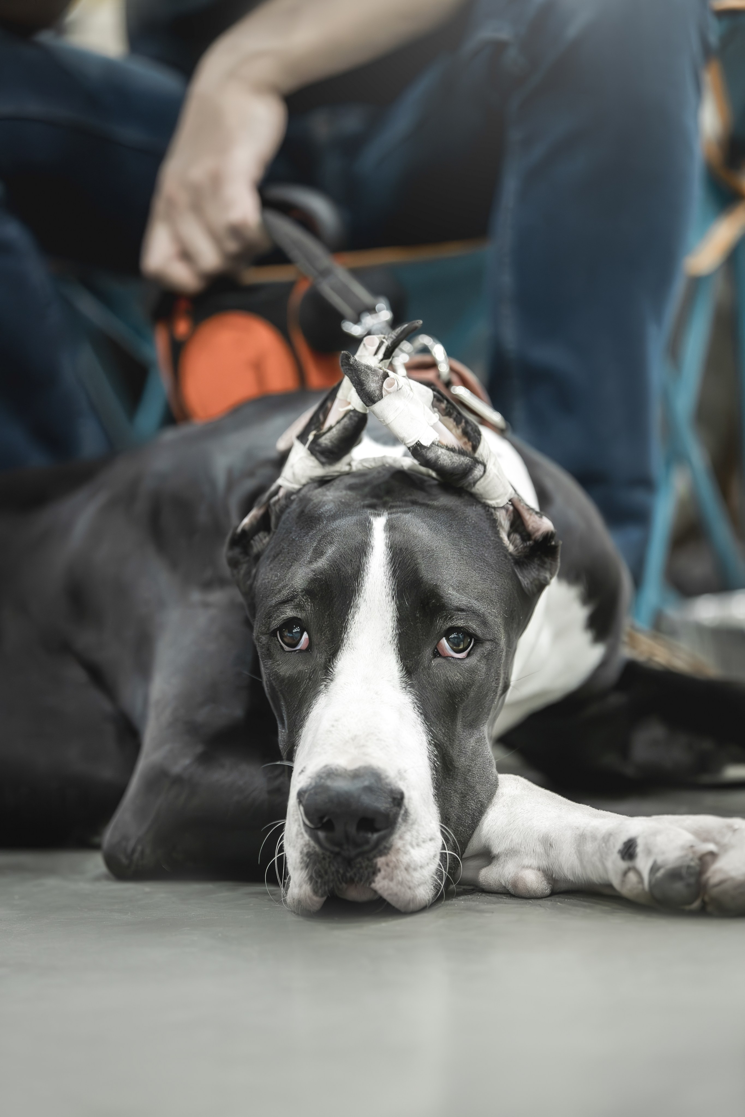 Евразия 2023. Фотограф анималист в Москве Майорова Евгения