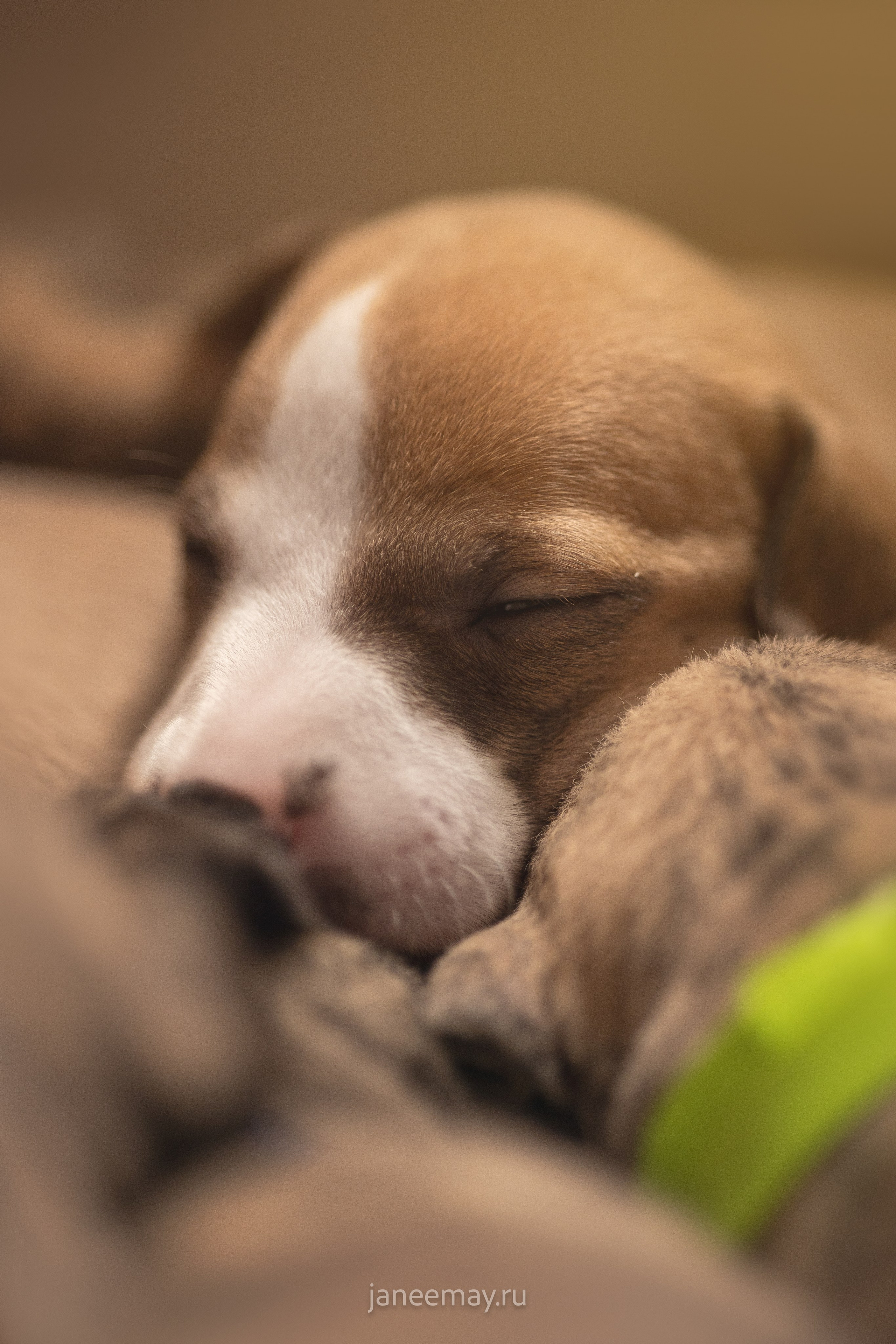 Малыши уиппеты Великбековых. Фотограф анималист в Москве Майорова Евгения