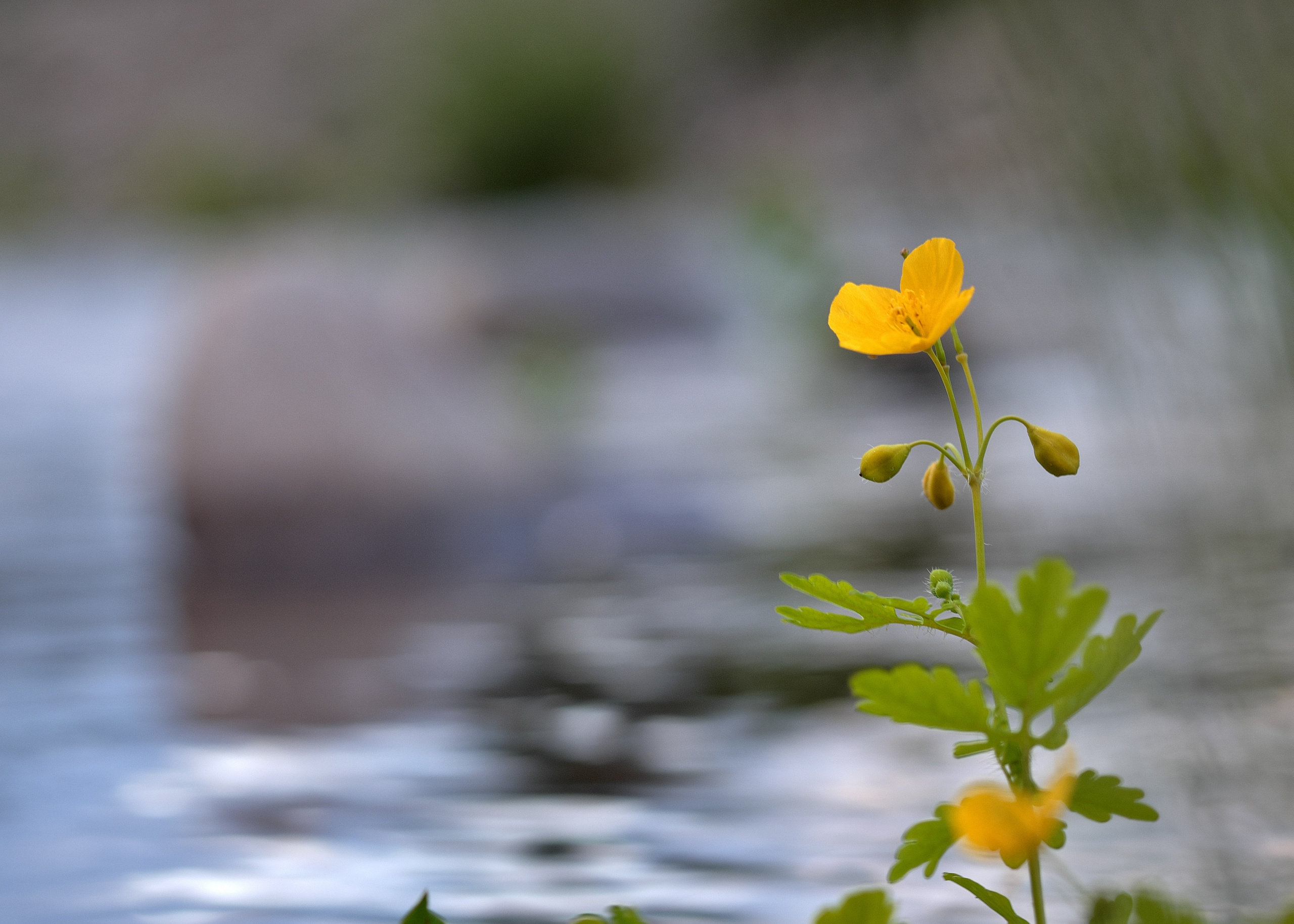 Цветы. Антон Великий