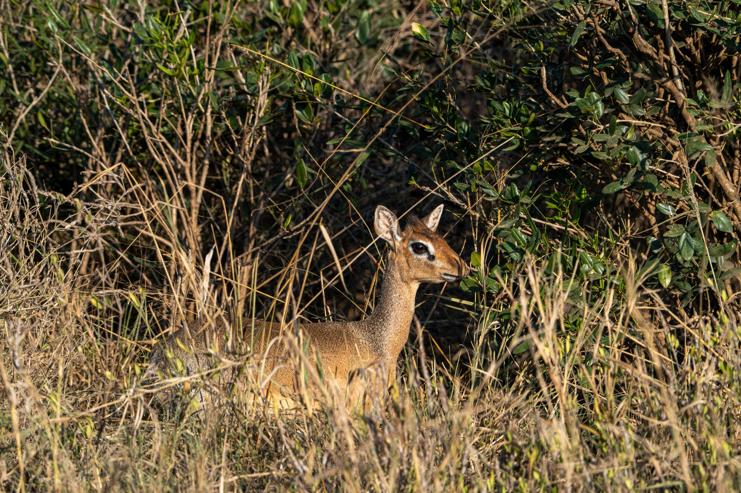 Танзания, сафари, 2025. Творческие сьемки