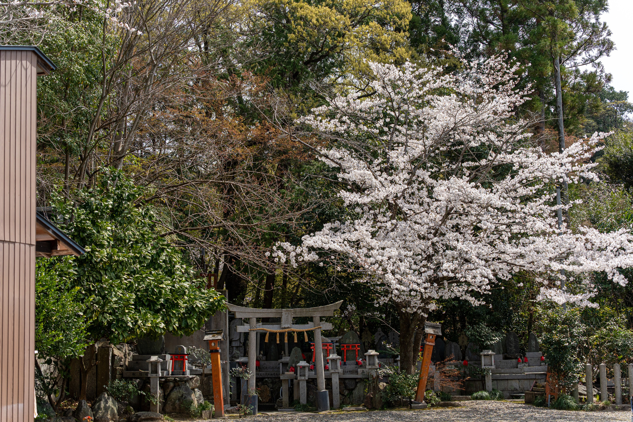 Япония, сакура. Творческие сьемки
