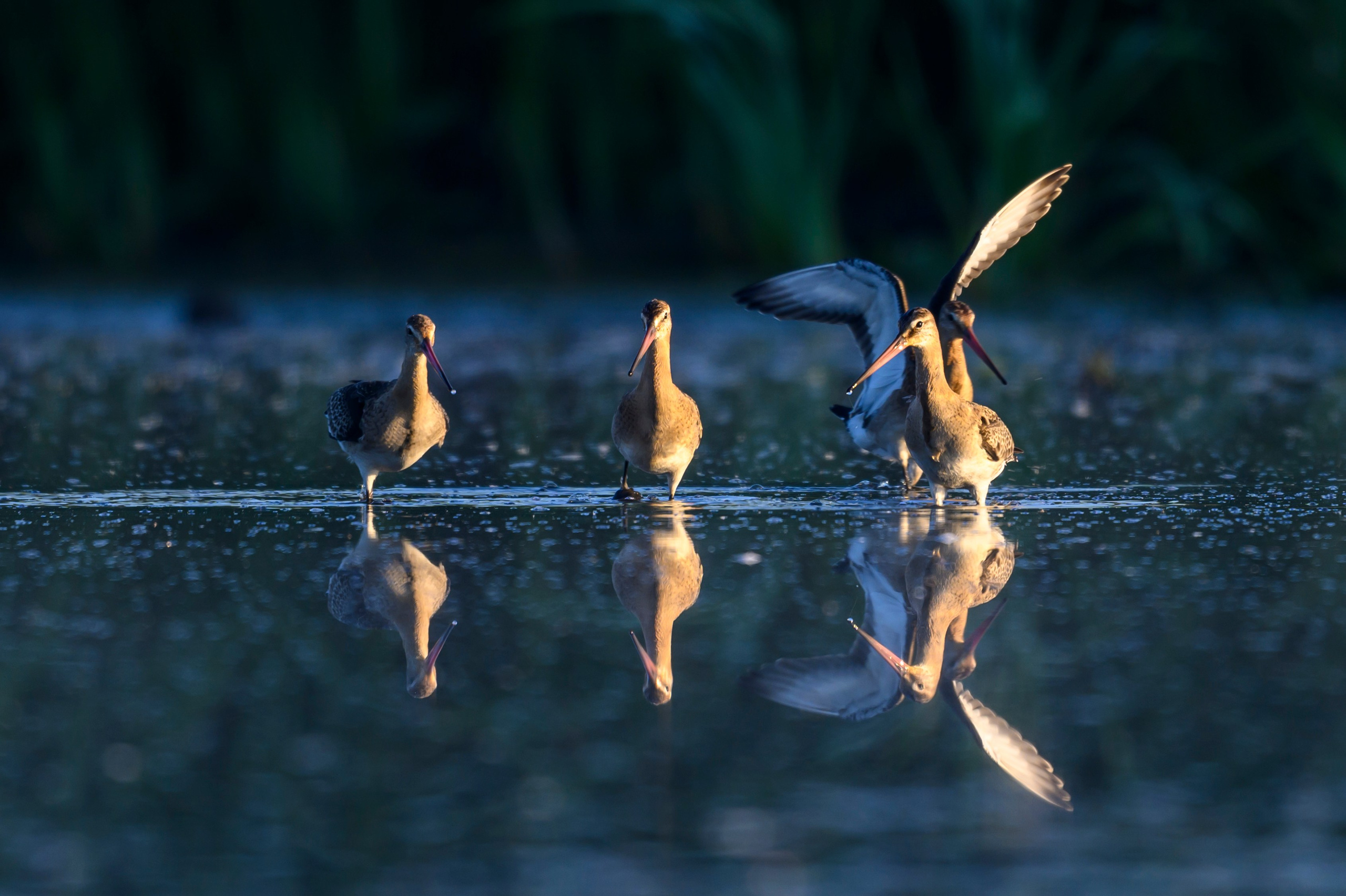 Большой веретенник. Black-tailed Godwit. Фотограф Сергей Пупонин