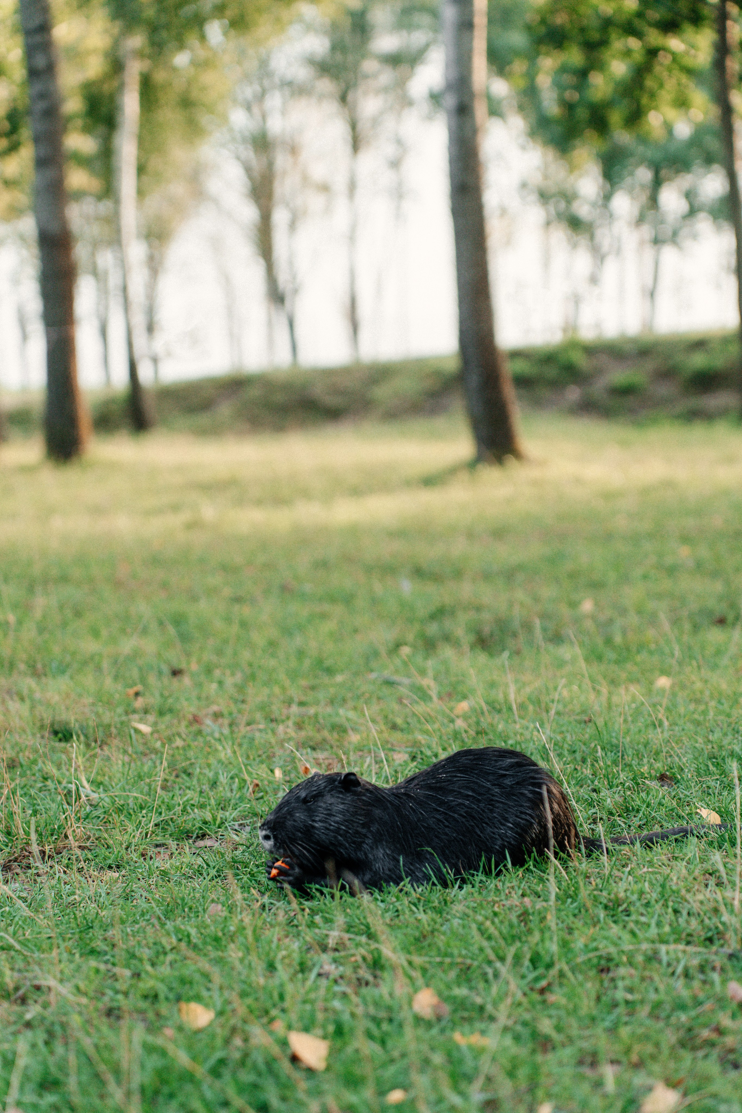 Диприз — в мире диких животных. Ваш семейный фотограф в Минске — Вика Трегубова