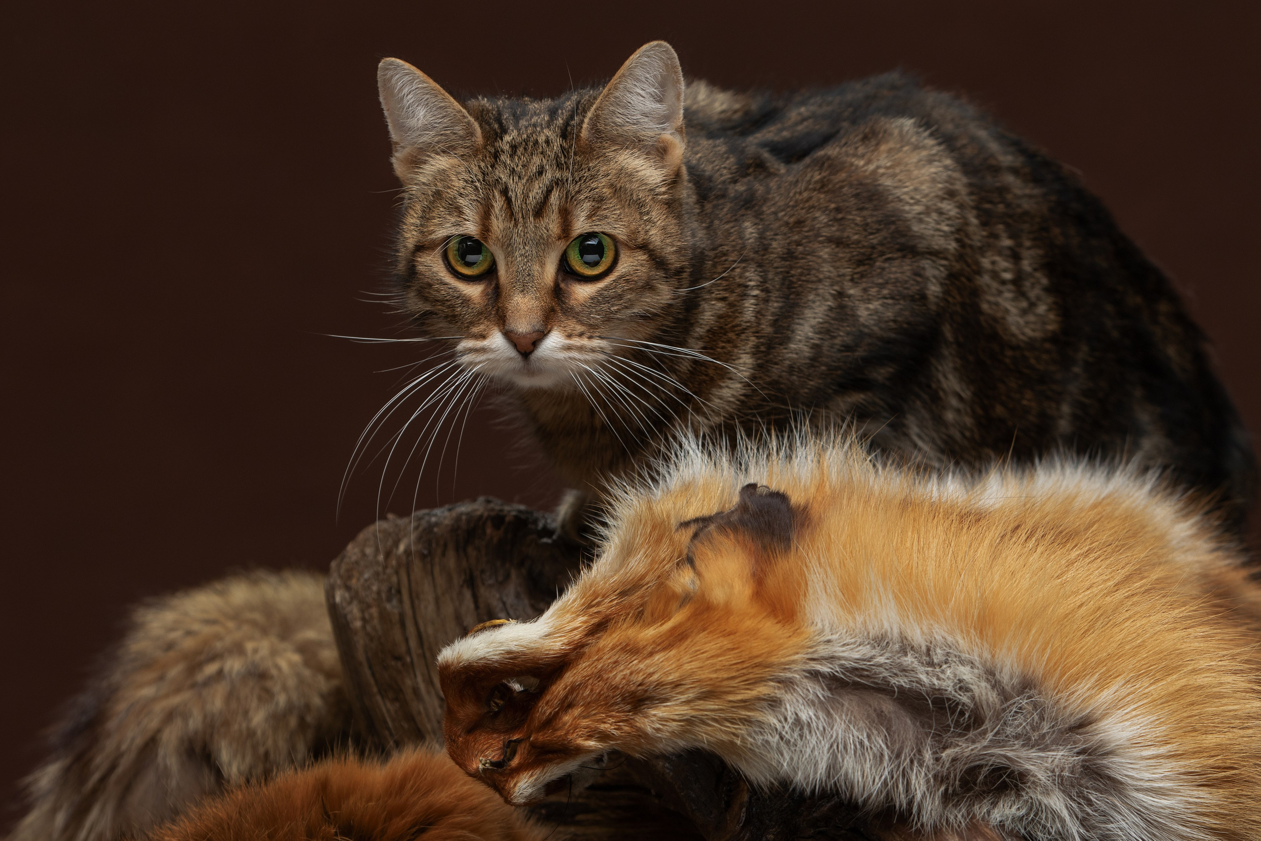 Кошки. Фотограф-анималист Юлия Зубкова