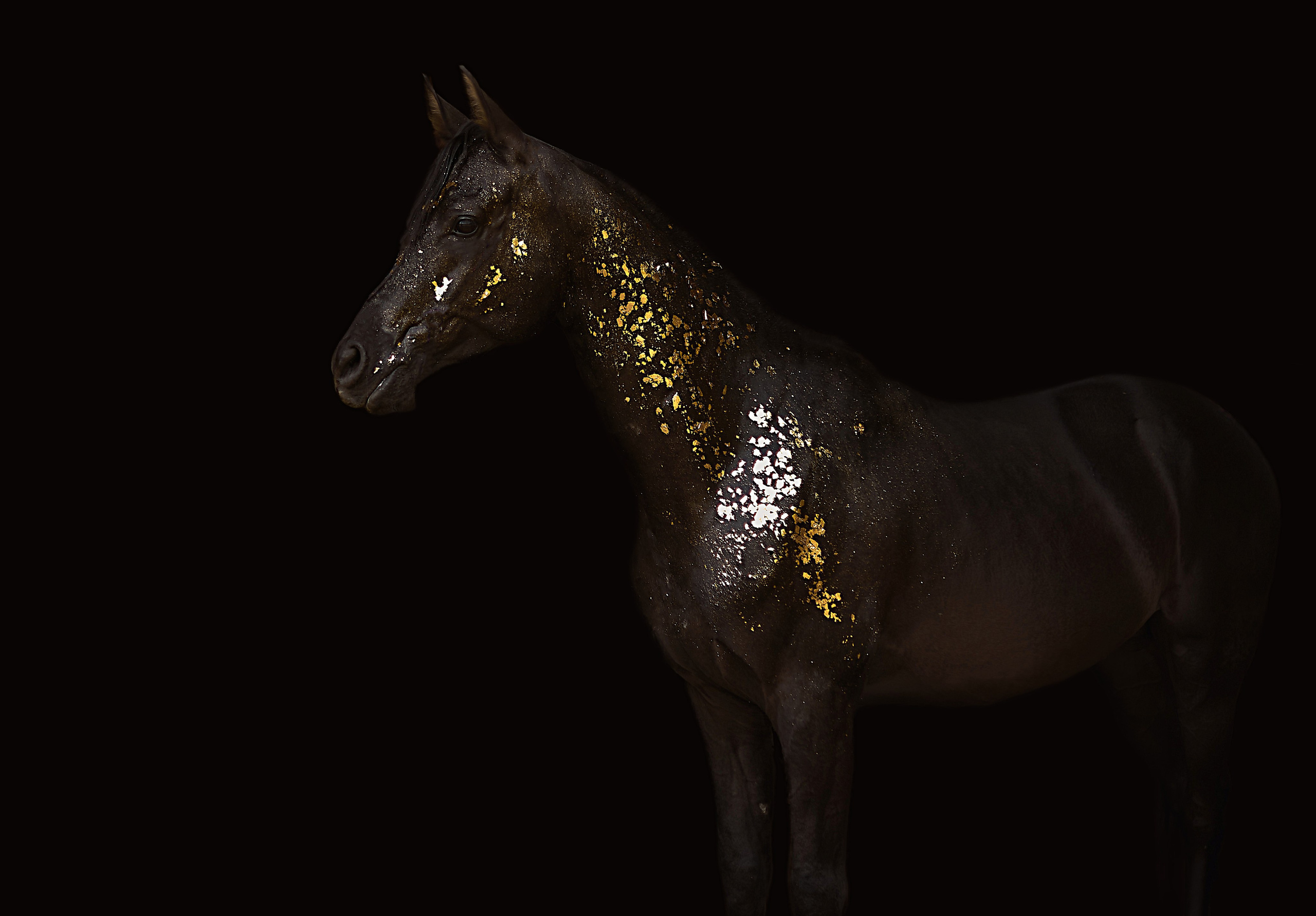 Харакс. Фотограф в Севастополе