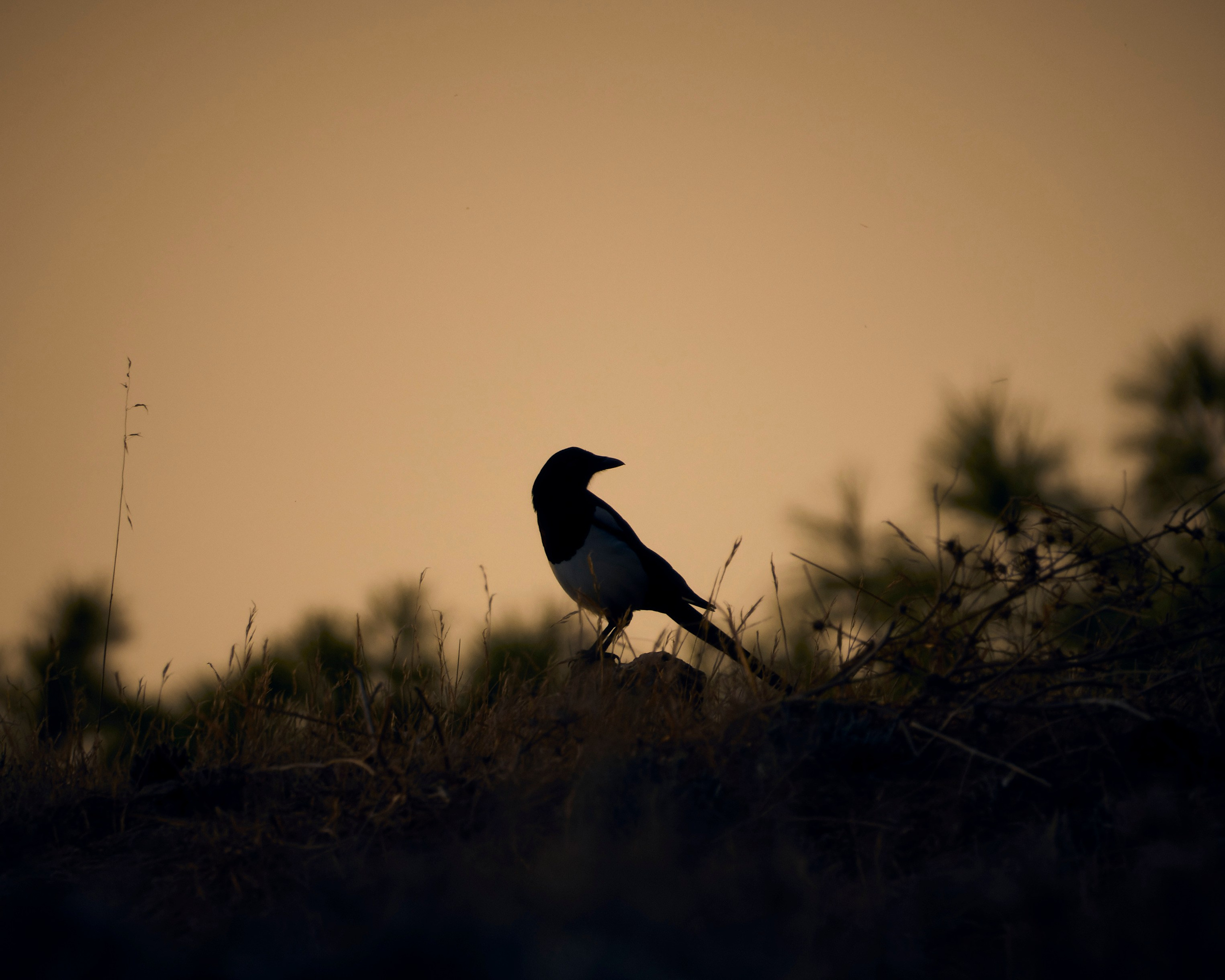 Cyprus 2023. Anton Chernov | Wildlife photographer
