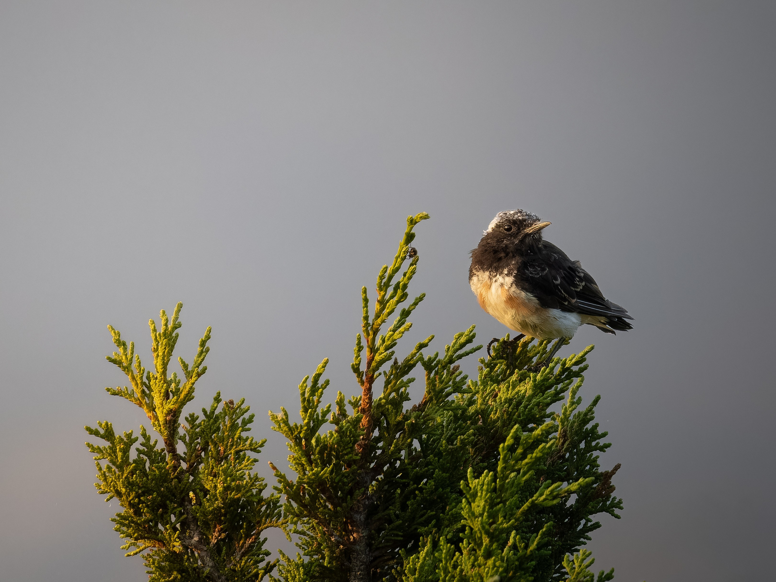 Cyprus 2023. Anton Chernov | Wildlife photographer