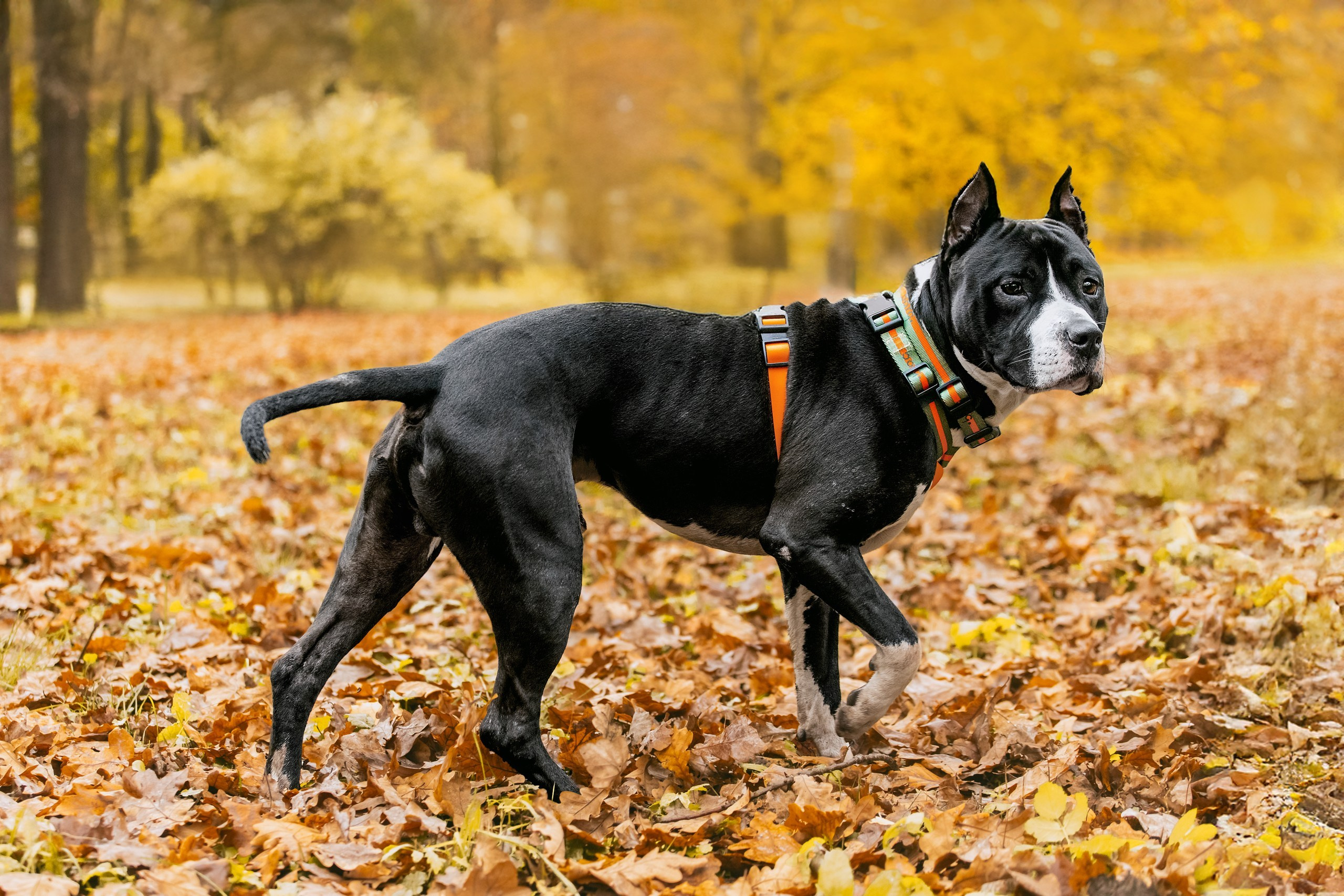 Собаки из приюта Дубовая роща осень 2025. Фотограф-анималист Татьяна Степанова