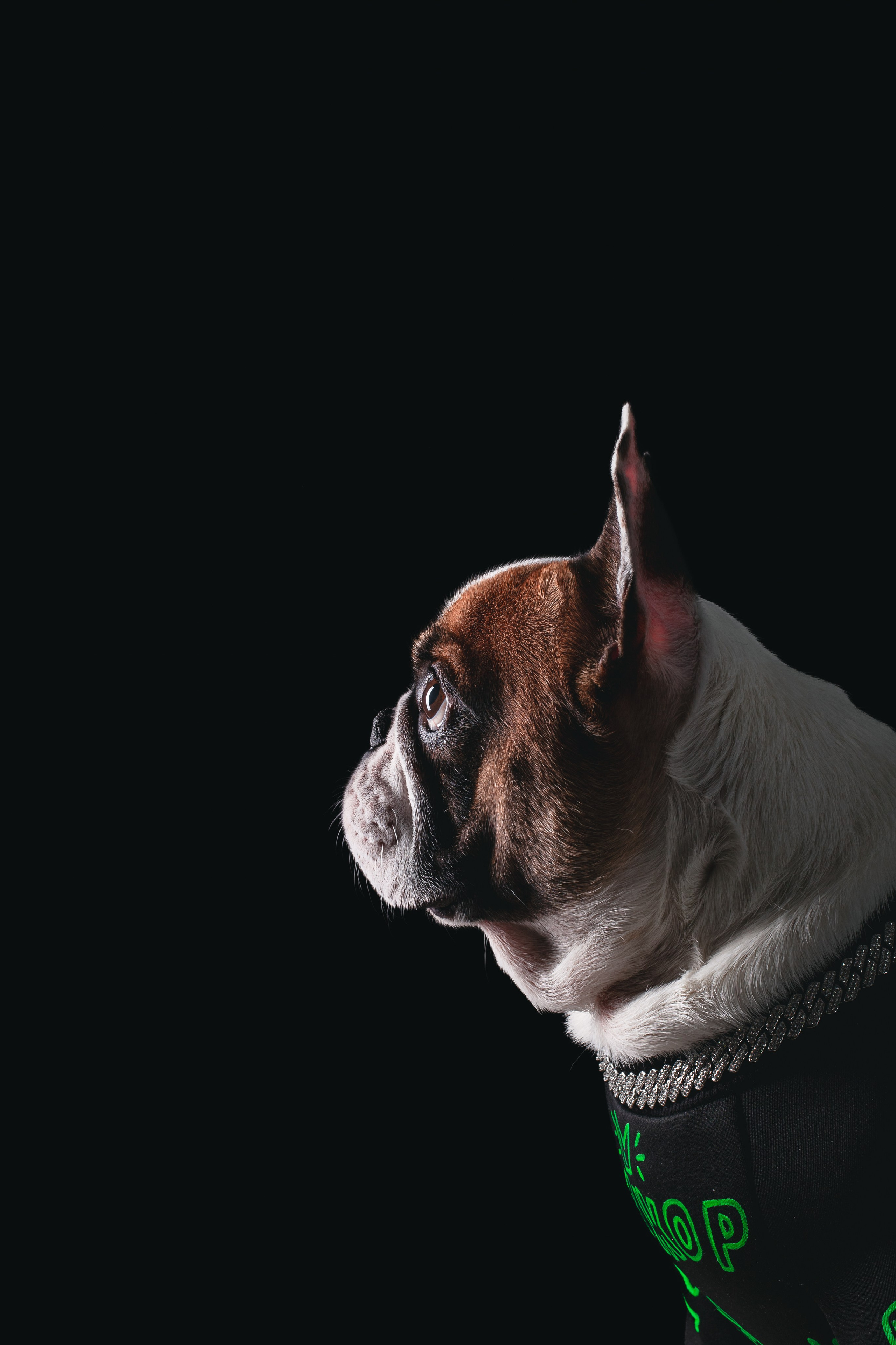 Студийная фотосессия с цветным светом. Фотограф-анималист Татьяна Степанова