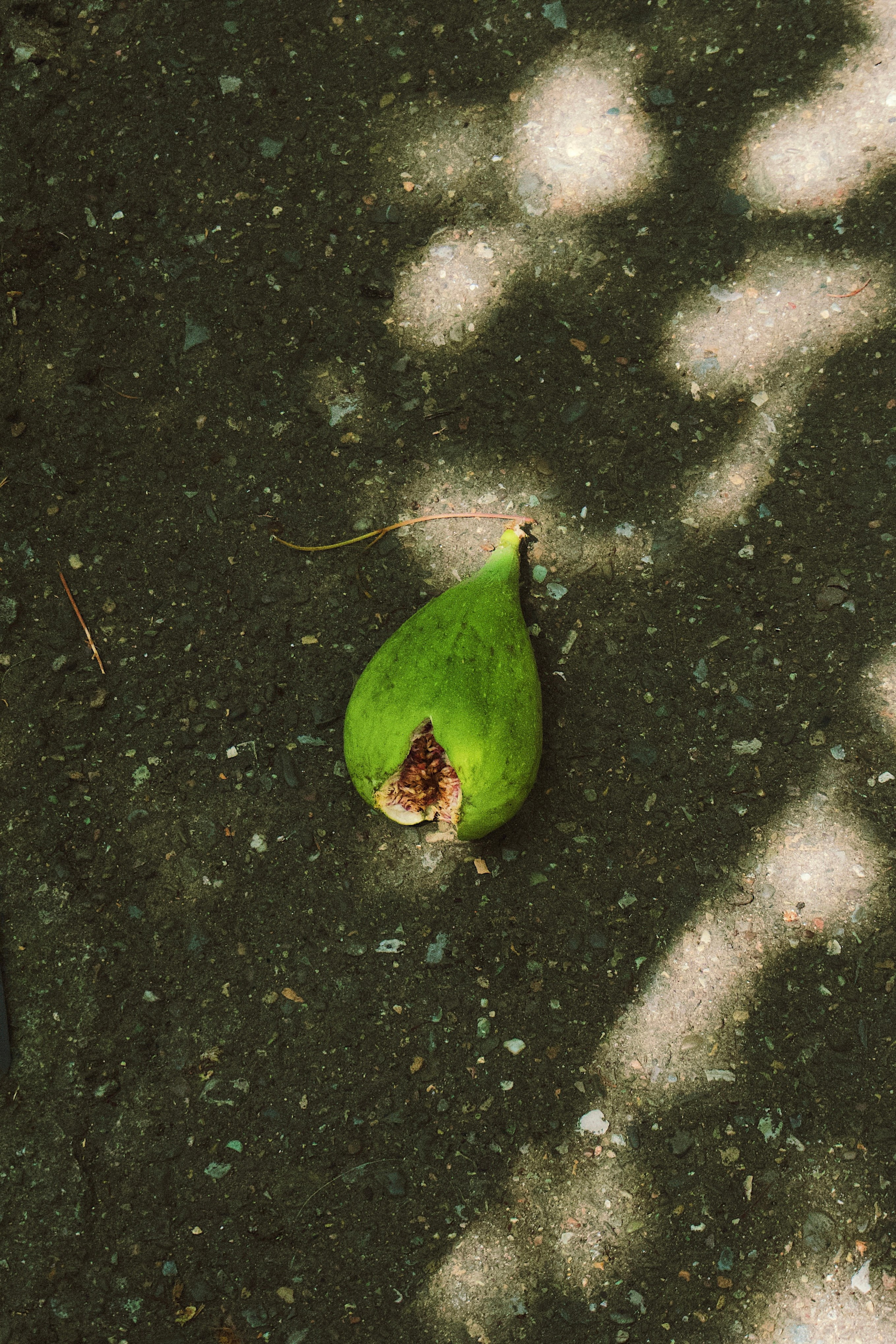 Тбилиси. Татьян гертье