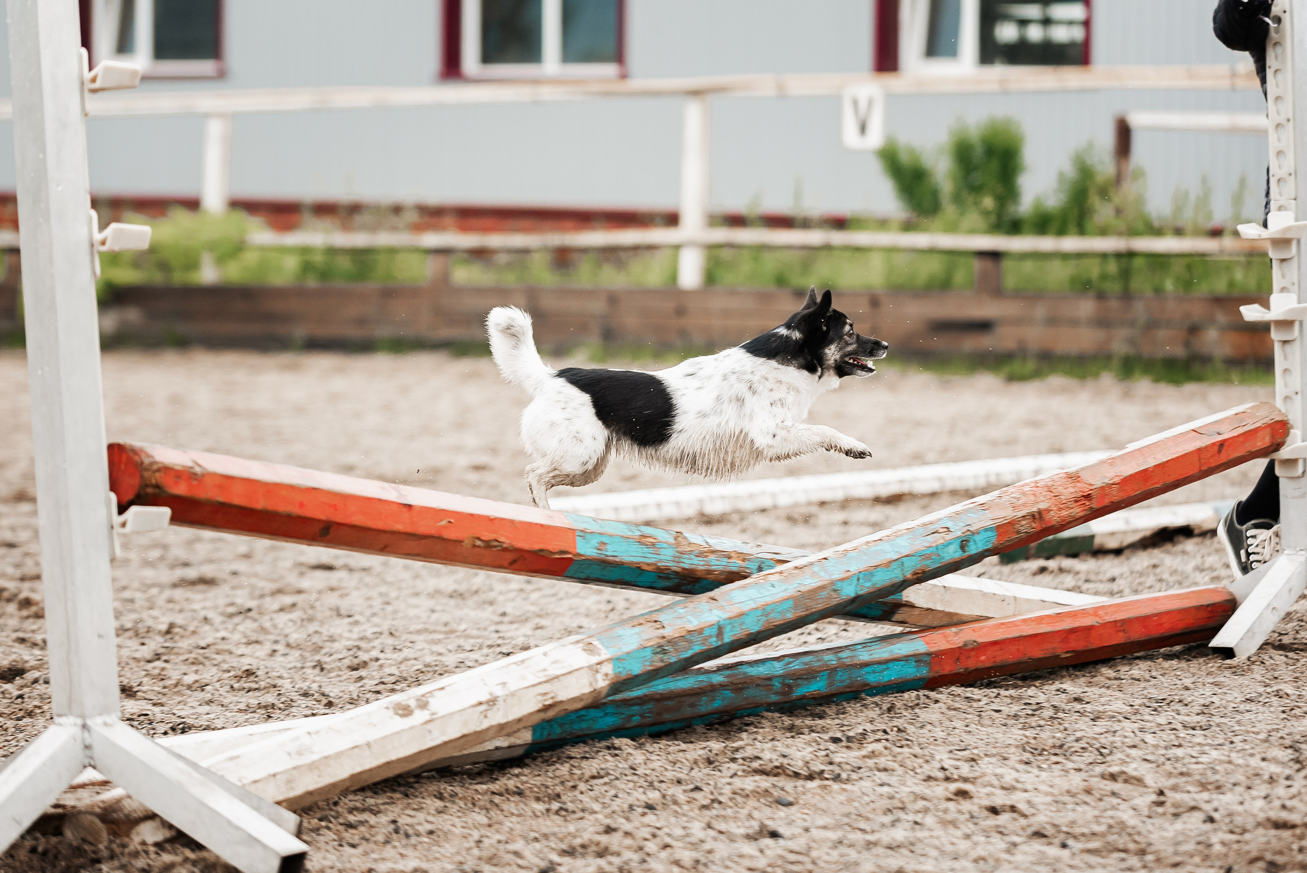 Рони и Зося. Куракина Дарья • Конный фотограф