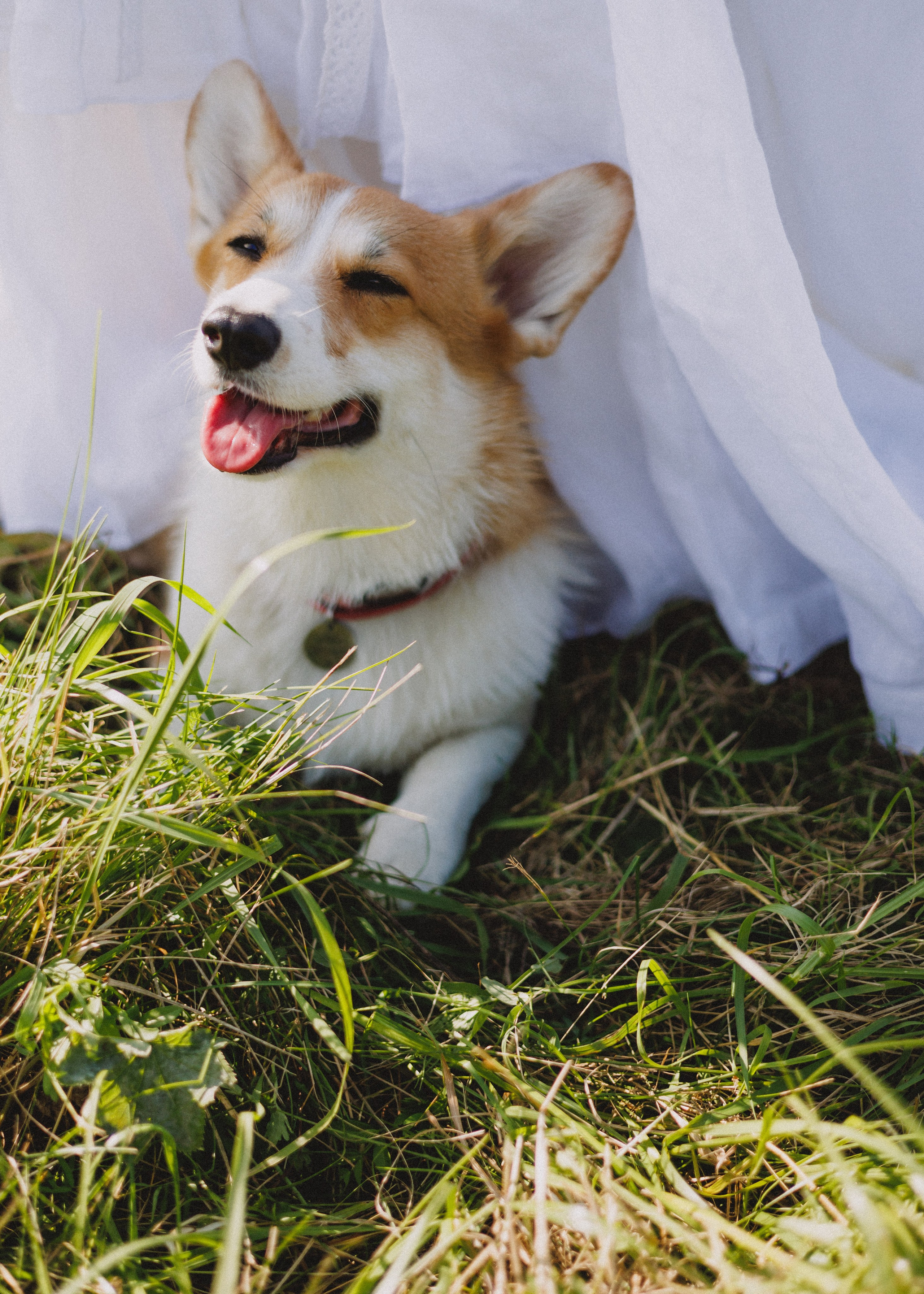 RUSSTYLE. Свадебный фотограф Владислав Адышкин