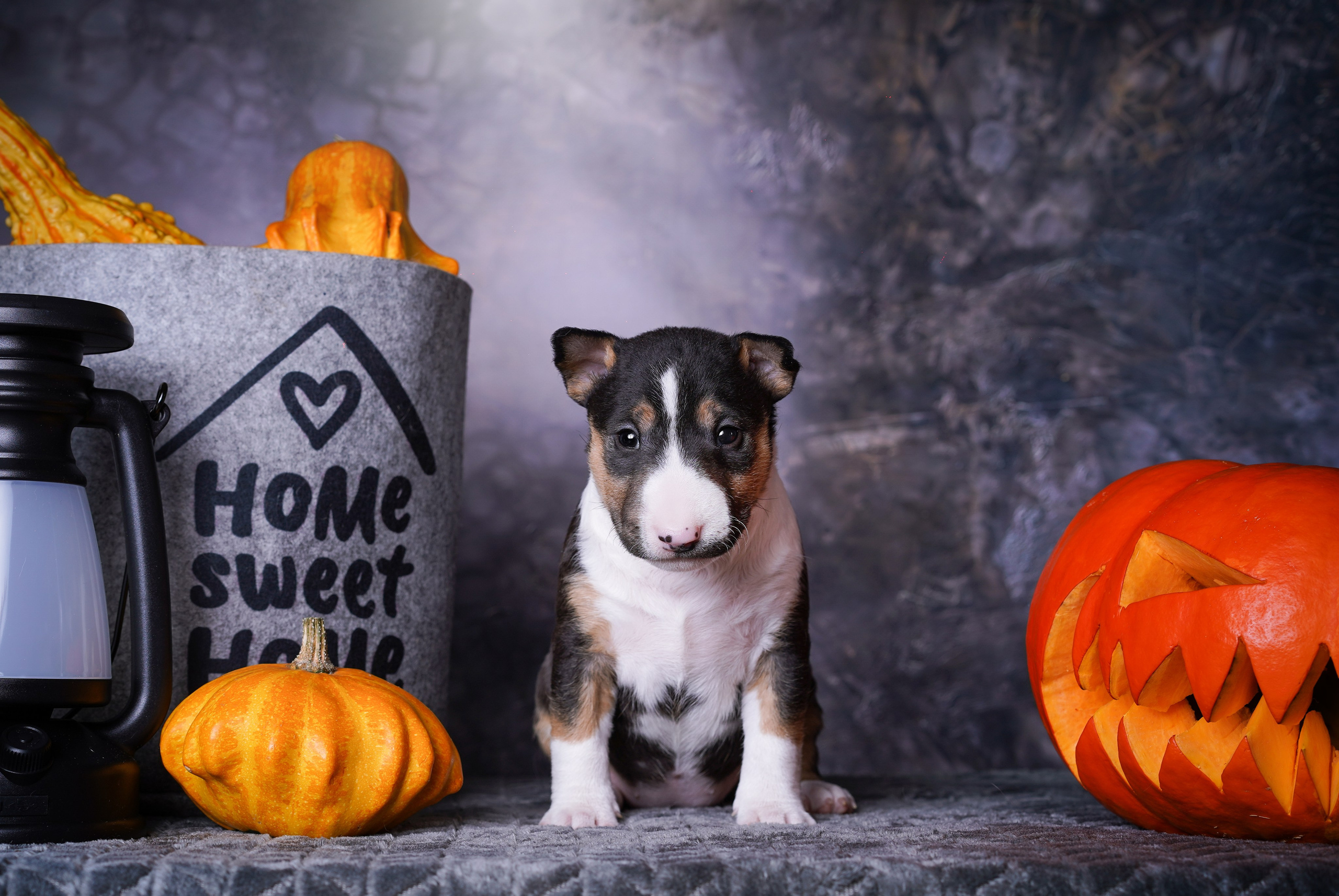 Щенки минибультерьера. Фотограф-анималист в Санкт-Петербурге Яна Мартынова