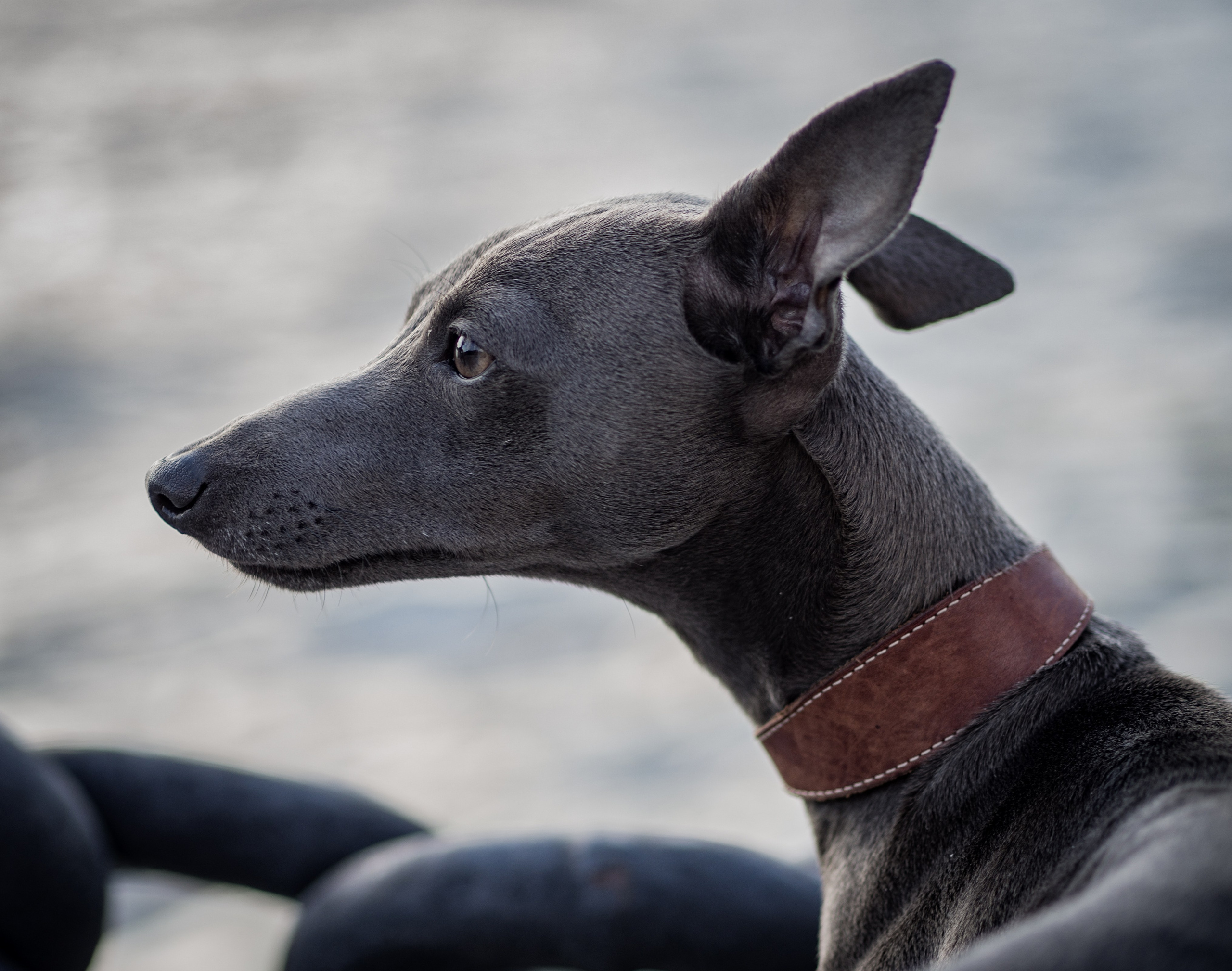 Птицы и животные. Oles Paritskiy