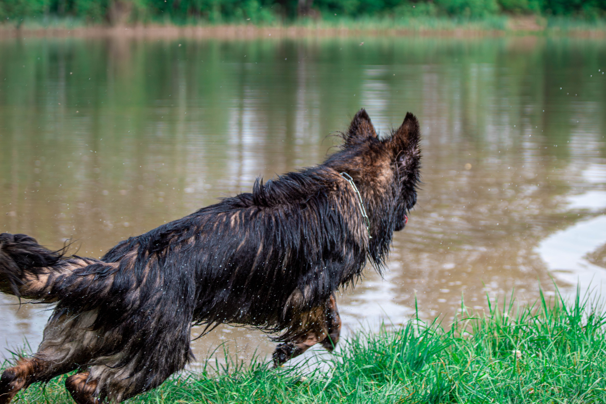 Фотосессии с животными Тула. Фотограф анималист — Тула, Москва