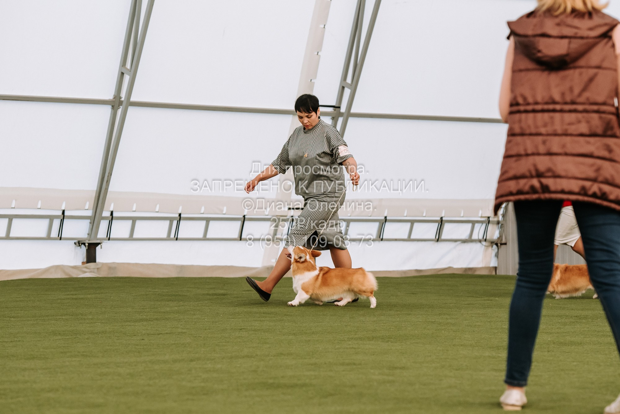 Выставка собак Красноярск 2.06. Фотограф Диана Оленина Красноярск / Братск