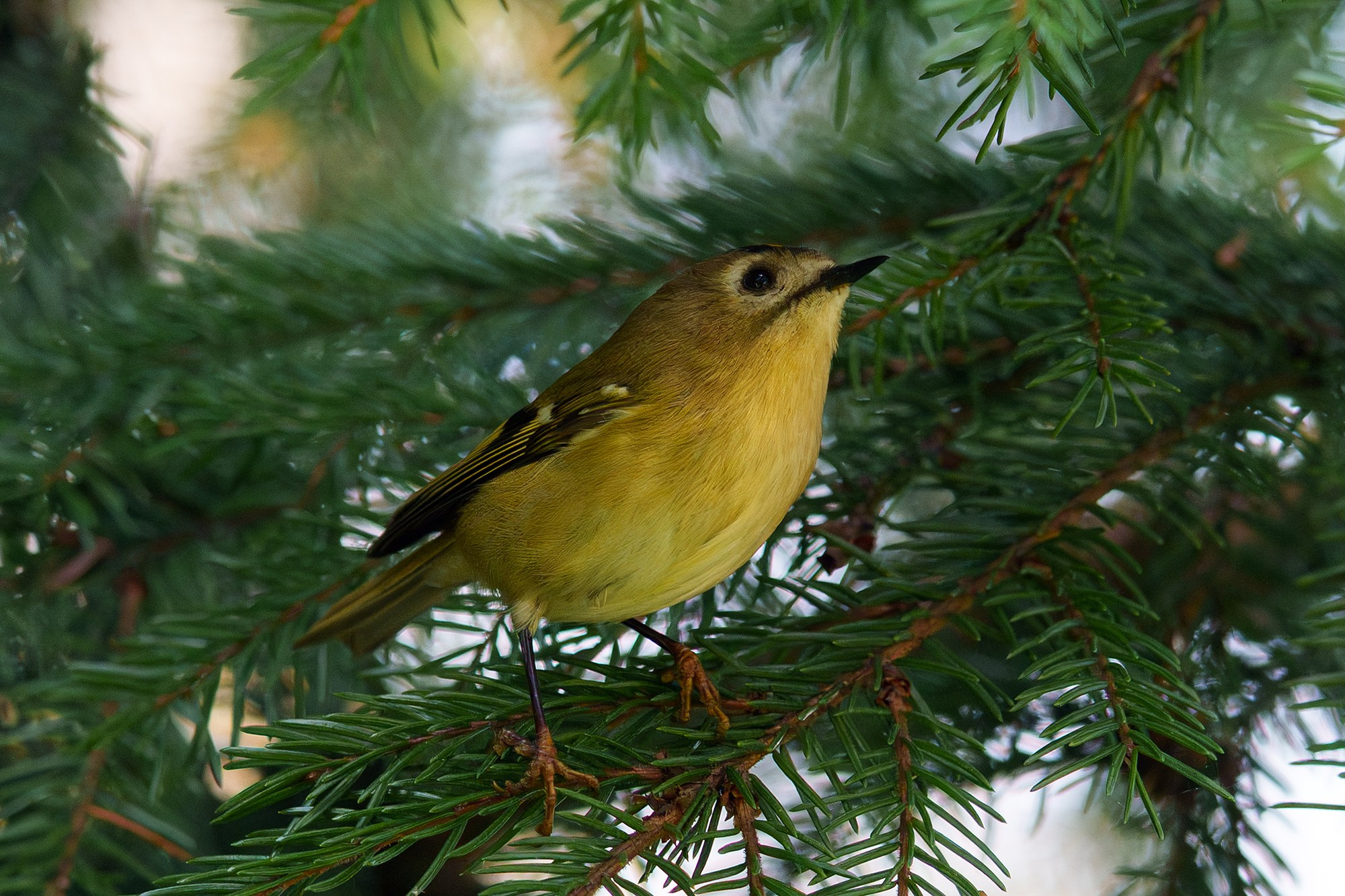 Удивительные мир птиц. Вокруг нас столько прекрасного — присмотритесь!. Ваш личный фотограф Марина Волкова