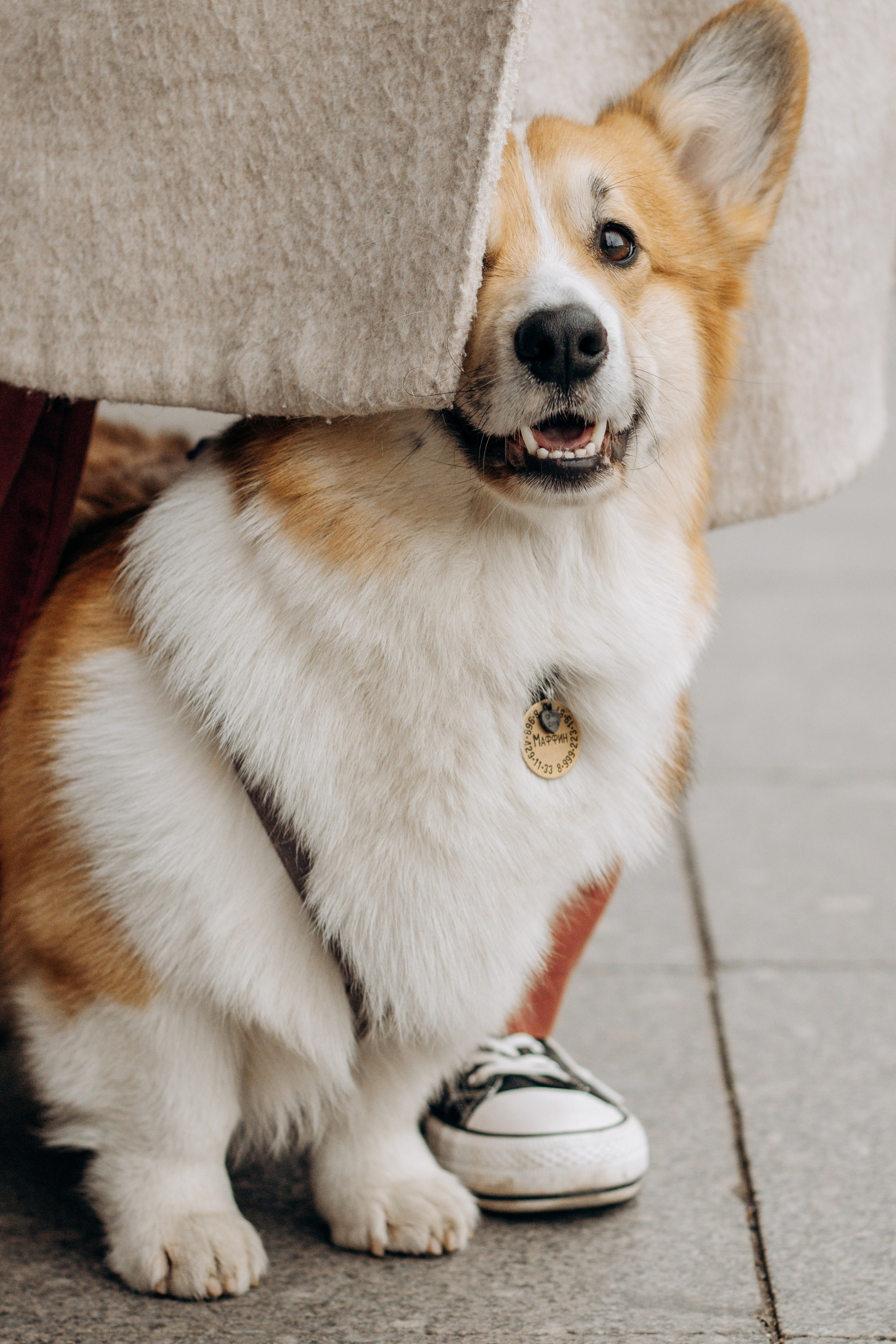 Лина и Маффин. Фотограф-анималист в Санкт-Петербурге