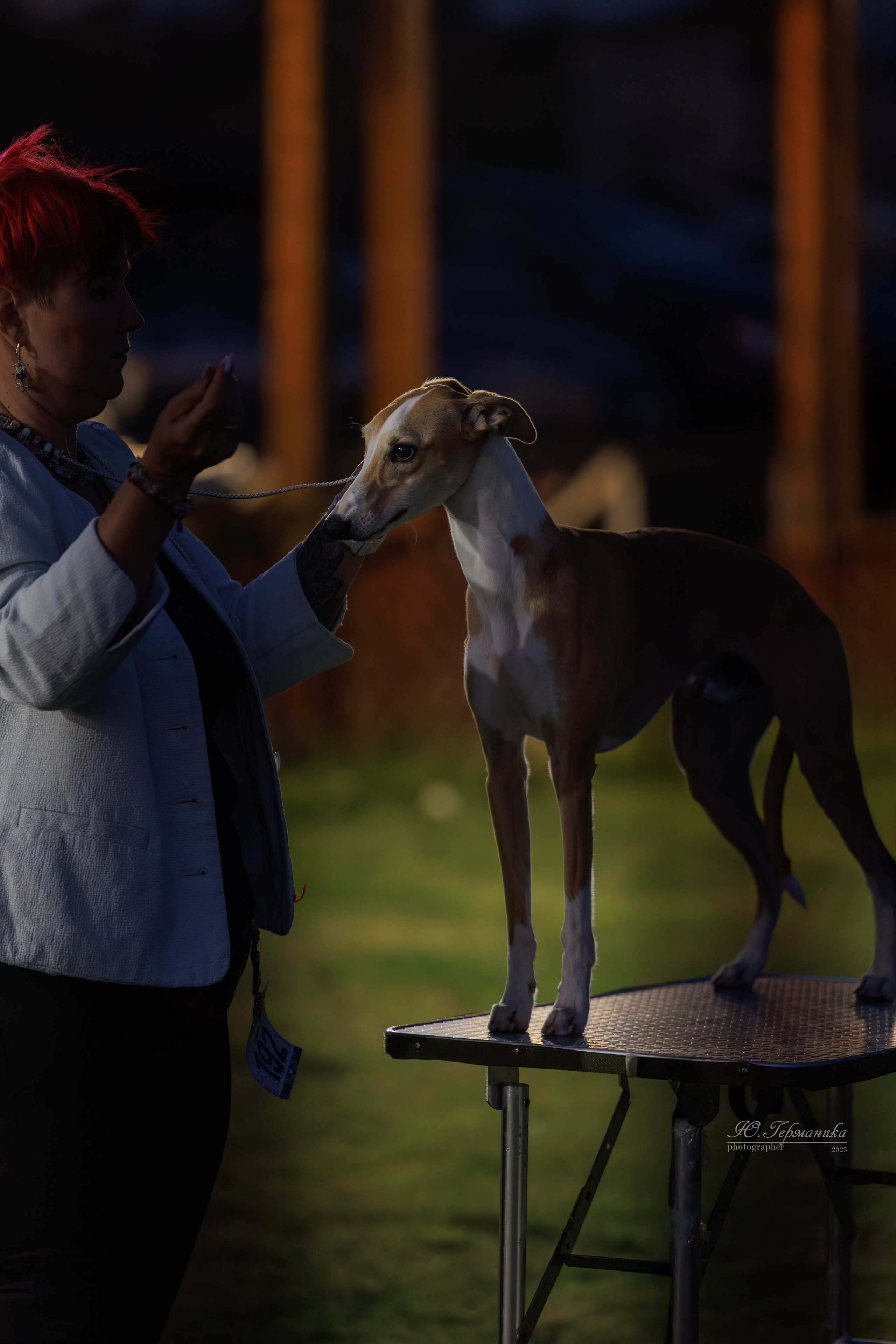 Ереван 3хCACIB 23-25.06.2025. Фотограф-анималист Юлия Германика