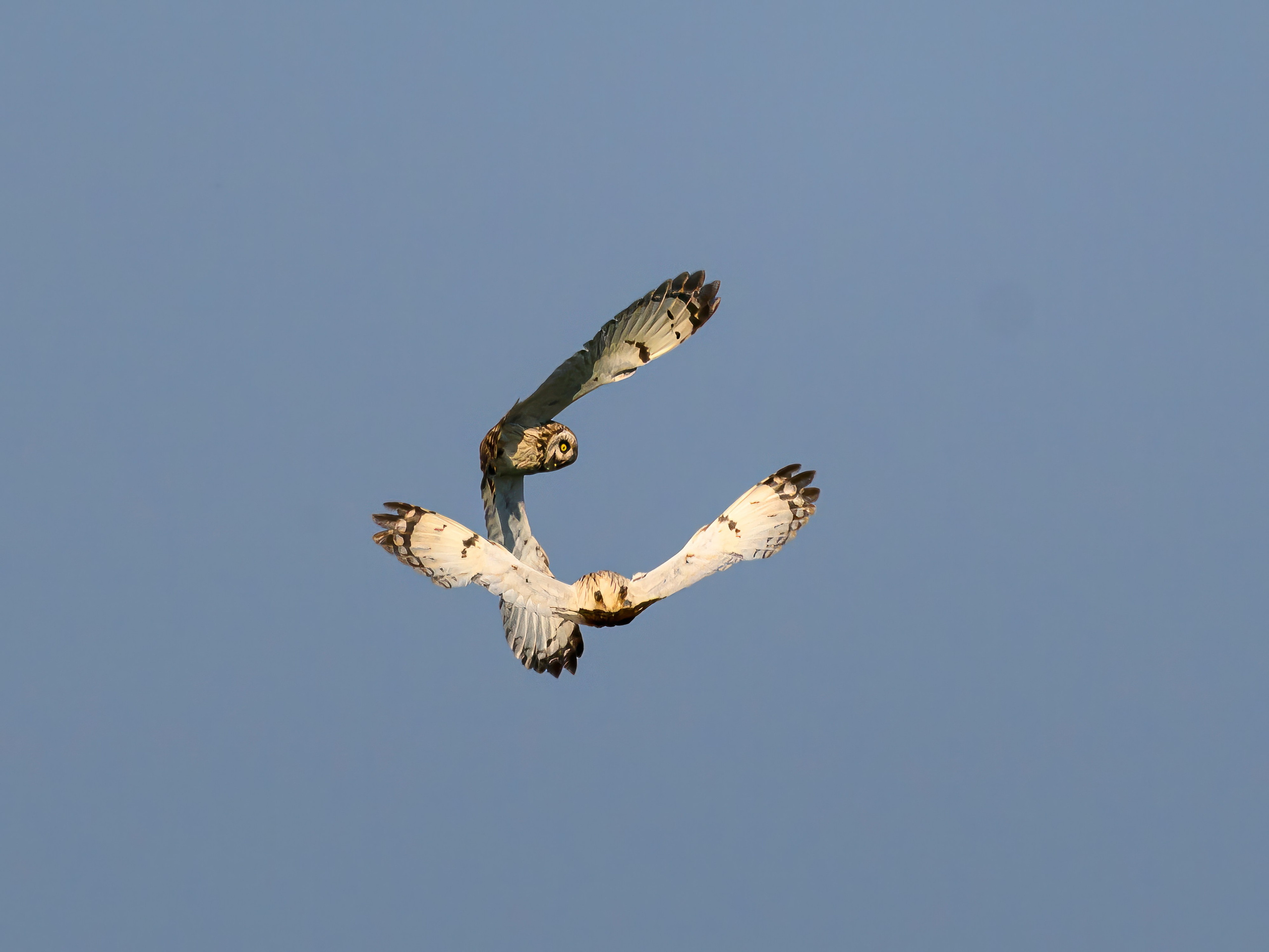 Совы делят территорию. Фотограф Сергей Пупонин