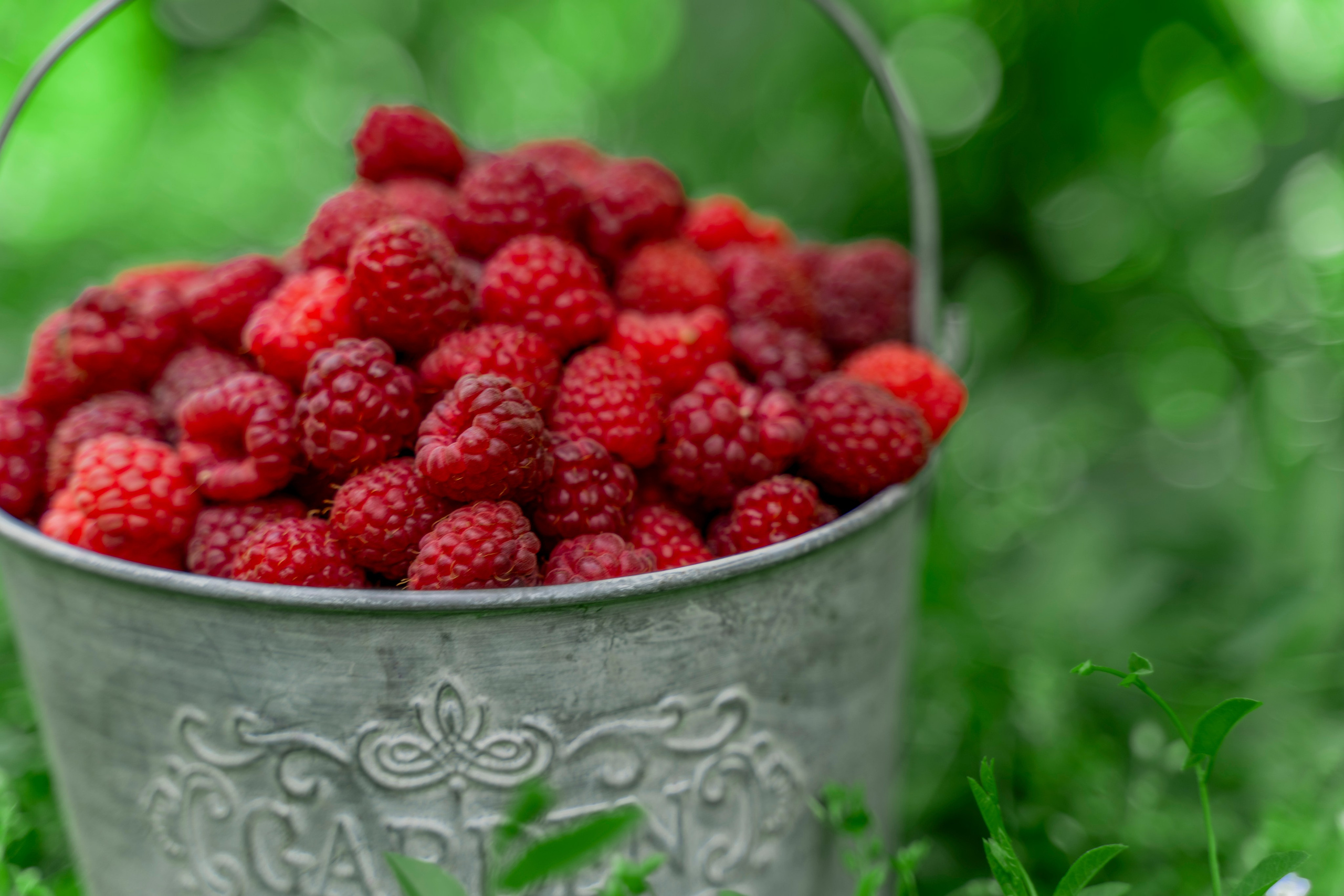 Raspberry. Photographer Liana Sudets Serbia Kopaonik Brzece Brus