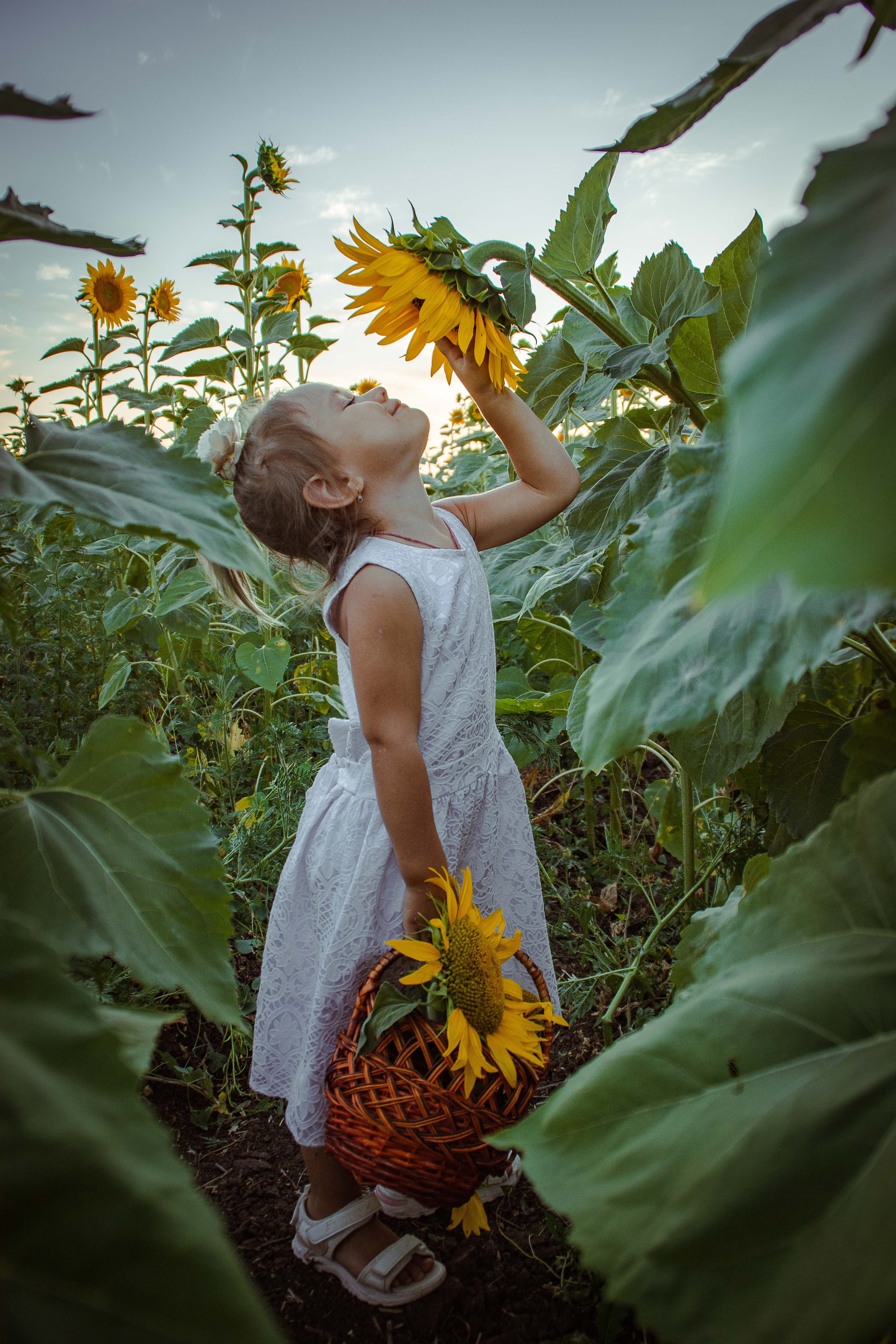 Подсолнухи. Елена Волкова семейный фотограф в станице Гостагаевской города-курорта Анапа
