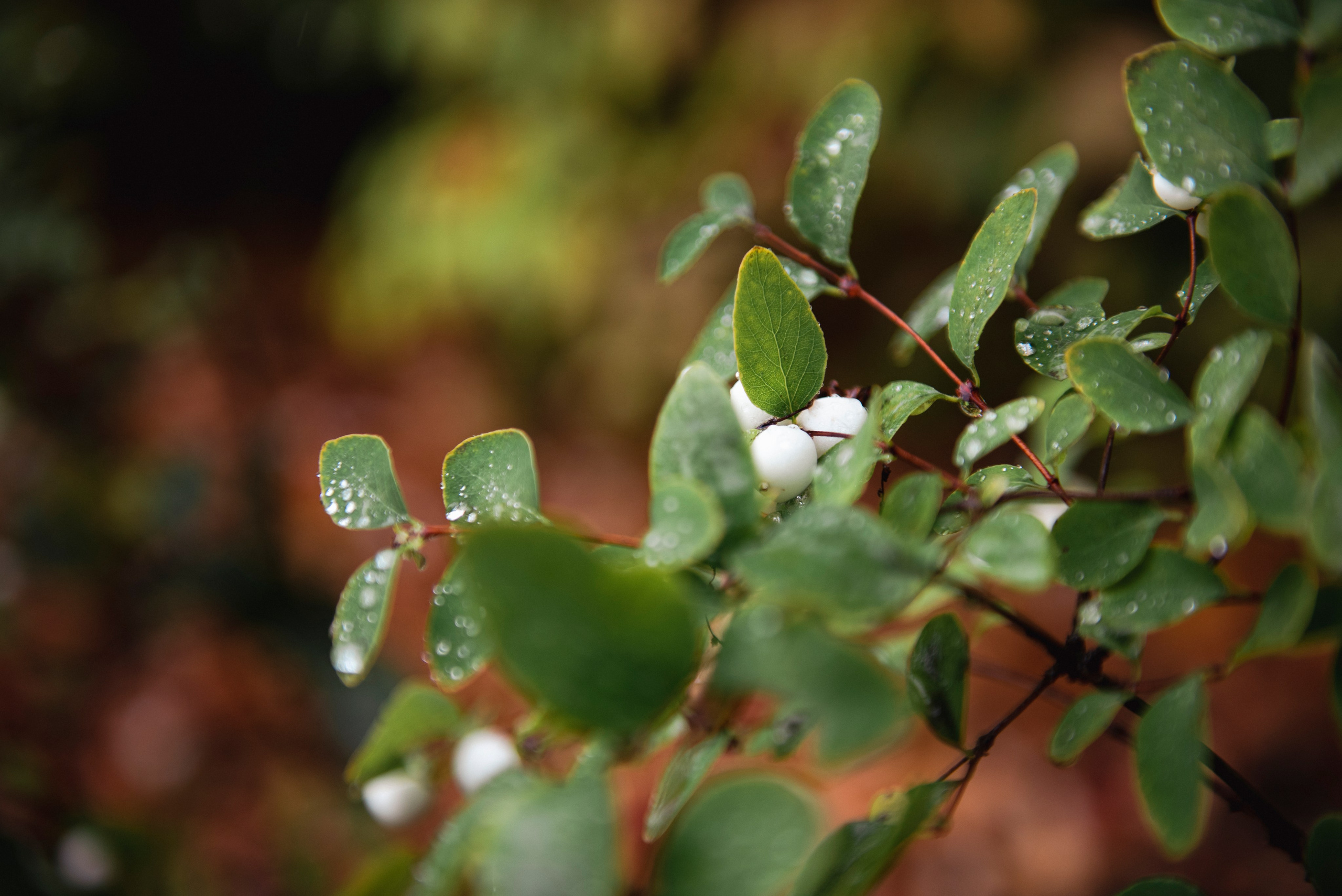 Петергоф. Портретный и архитектурный фотограф в Москве и Санкт-Петербурге