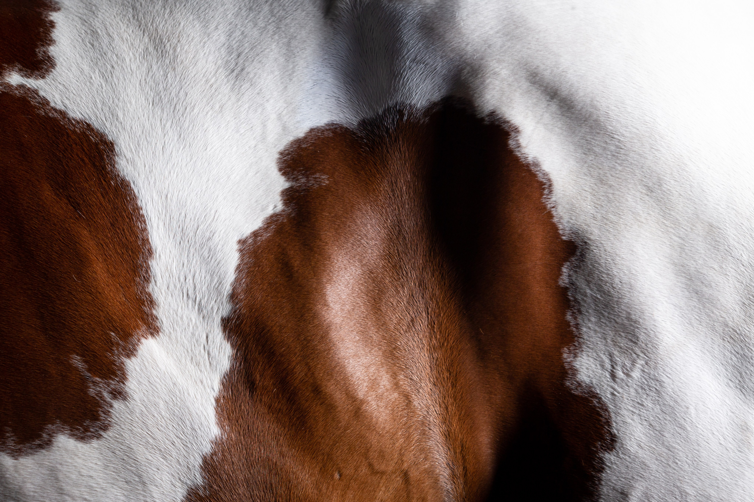 Пятна. KatymartArt — Equine photography