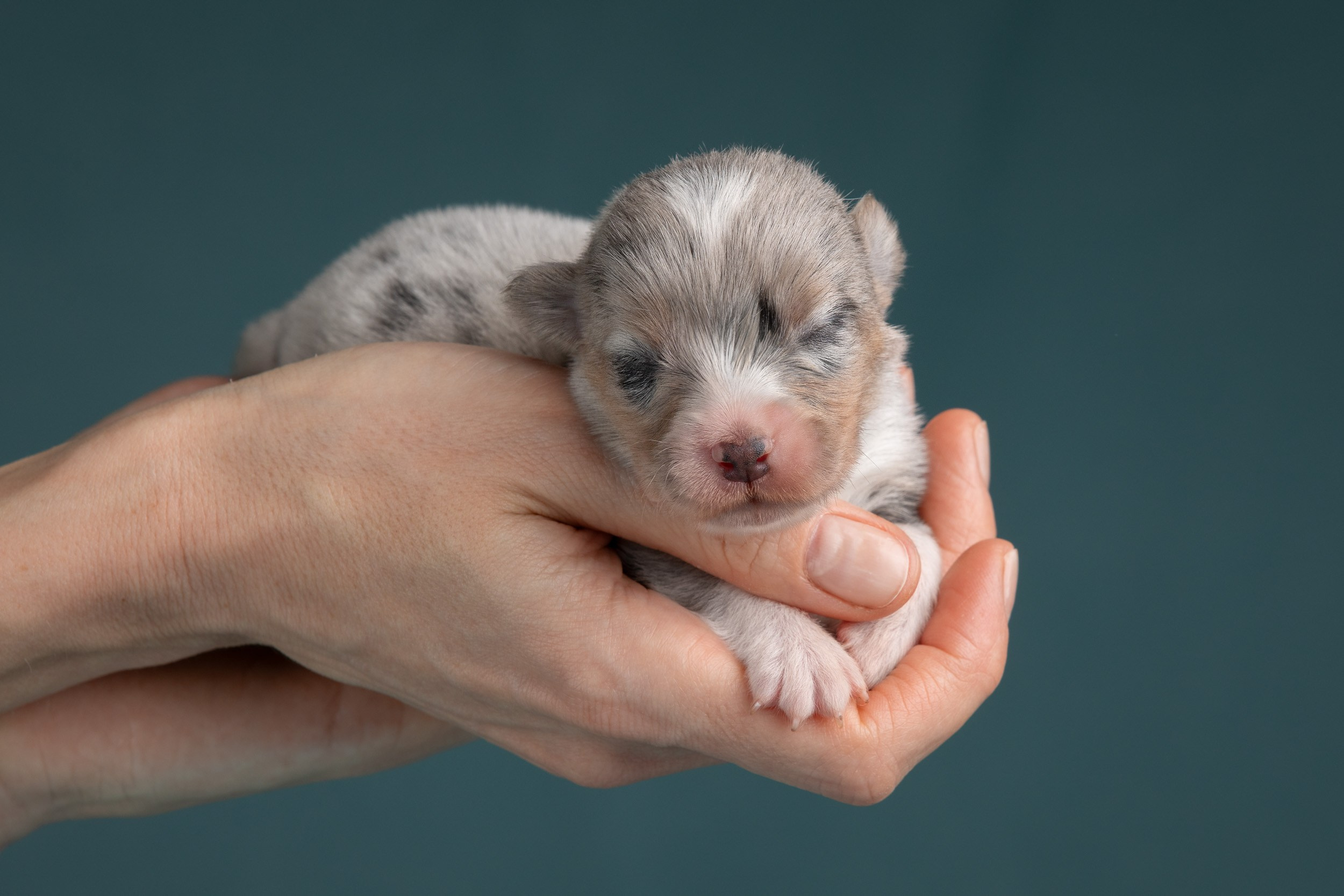 Ньюборн фотосъемка для помета вельш корги кардиганов. Фотограф-анималист в Москве и Московской области Татьяна Фролова
