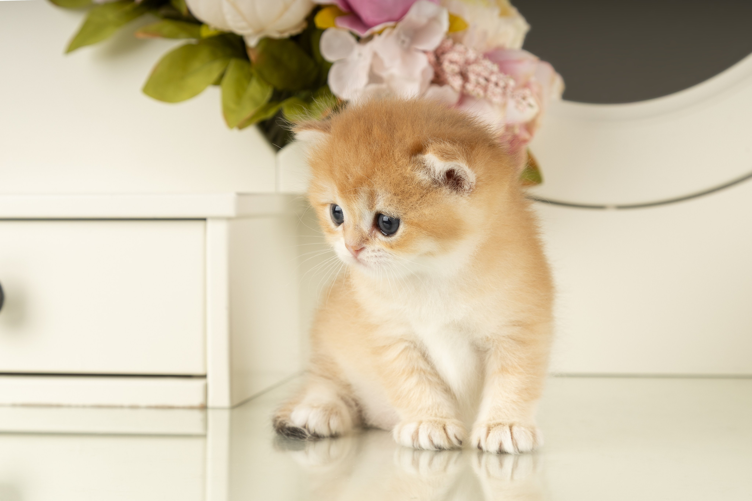 Британские котята (в интерьере). Фотограф-анималист в Москве, МО и Владимире