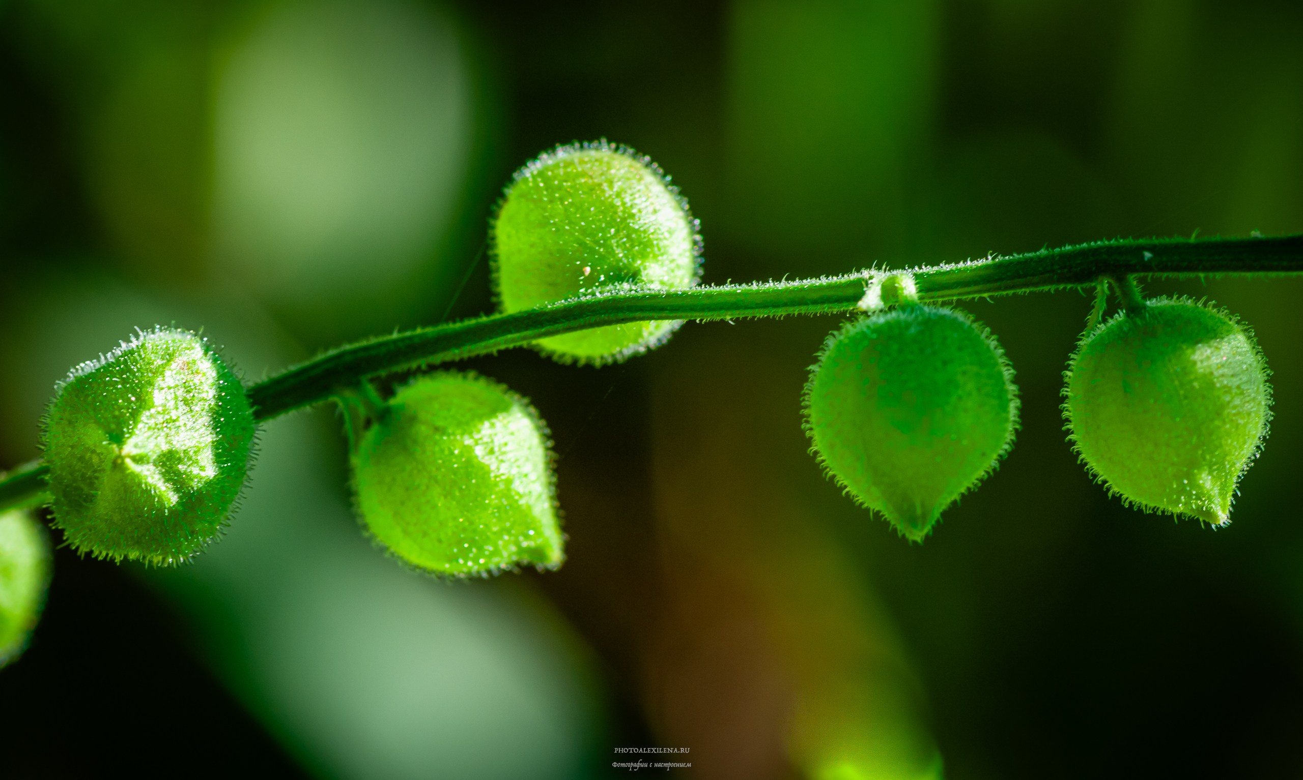 Все оттенки зелёного. Авторские стильные фотокартины