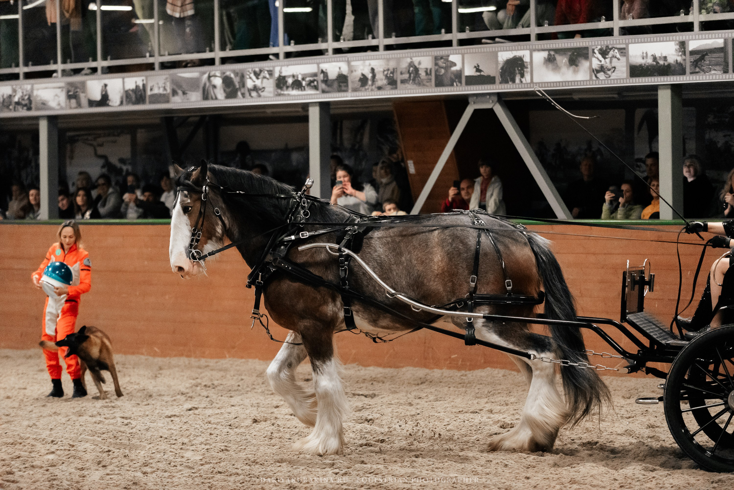 Конное представление «Дыхание Звёзд». Конный фотограф Куракина Дарья • Фотосессии с лошадьми