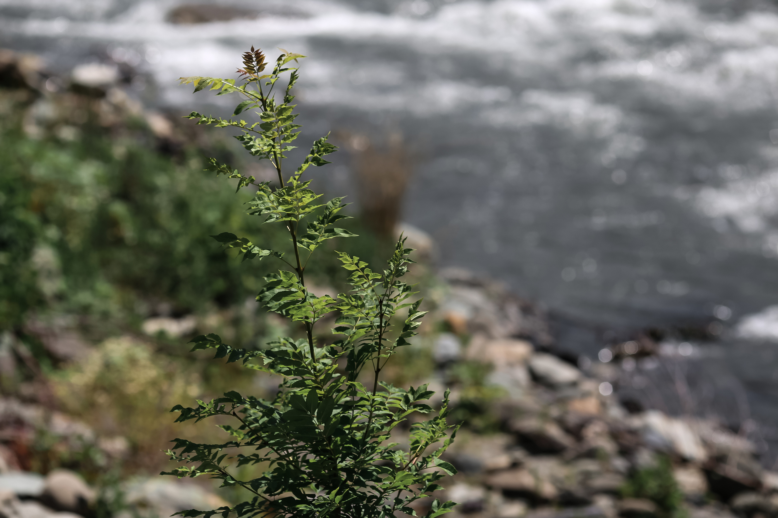 Галина и Александр, Сочи, Роза Хутор, Рэдиссон. Свадебный и репортажный фотограф (Москва, Королев и другие)