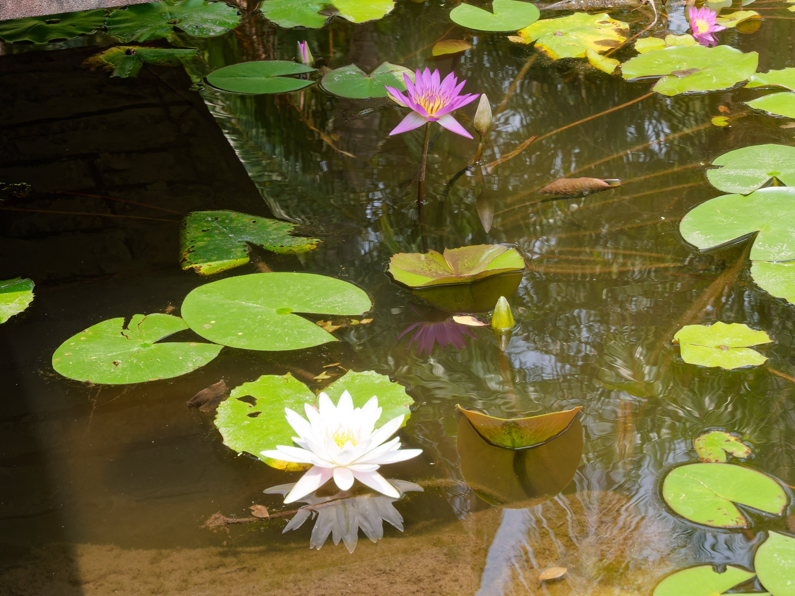 Хайнань 2026, флора, цветы и деревья. Фотопрогулки по Миру