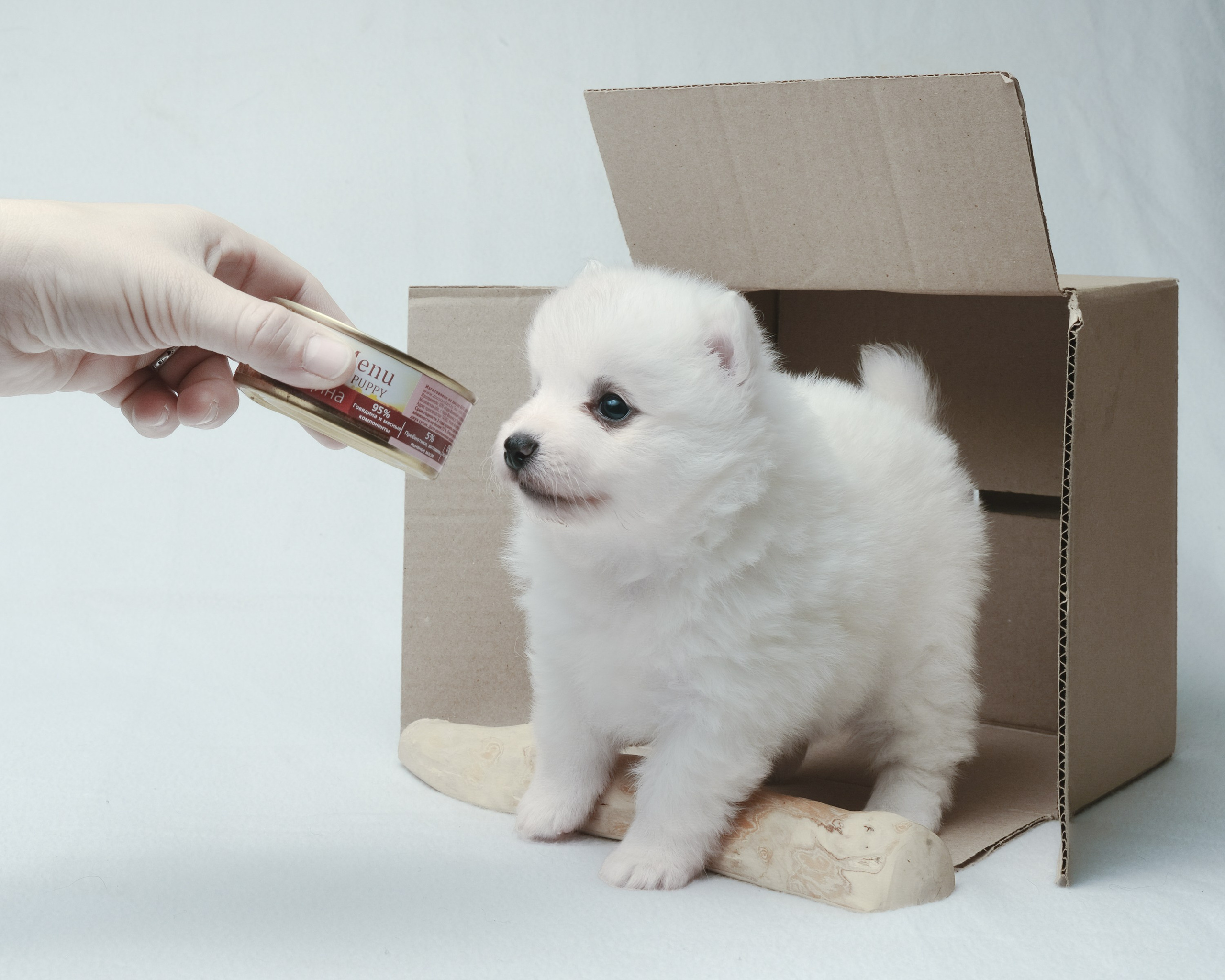 Съемка животных, собак, щенков, фото помета, портрет питомцев. Портретный и семейный фотограф в Перми Лена Лоза. Портрет для бизнеса