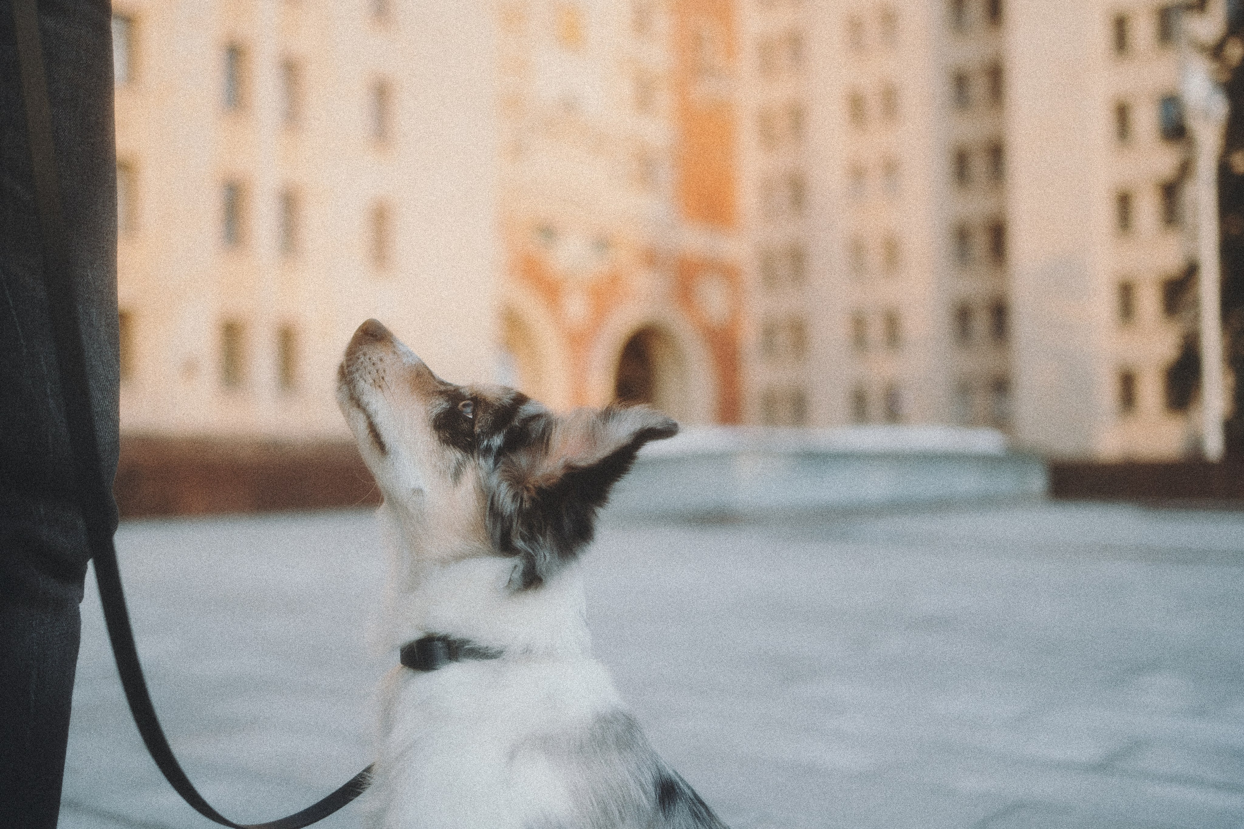 Балу и Илья. Фотограф анималист Анастасия Пикей