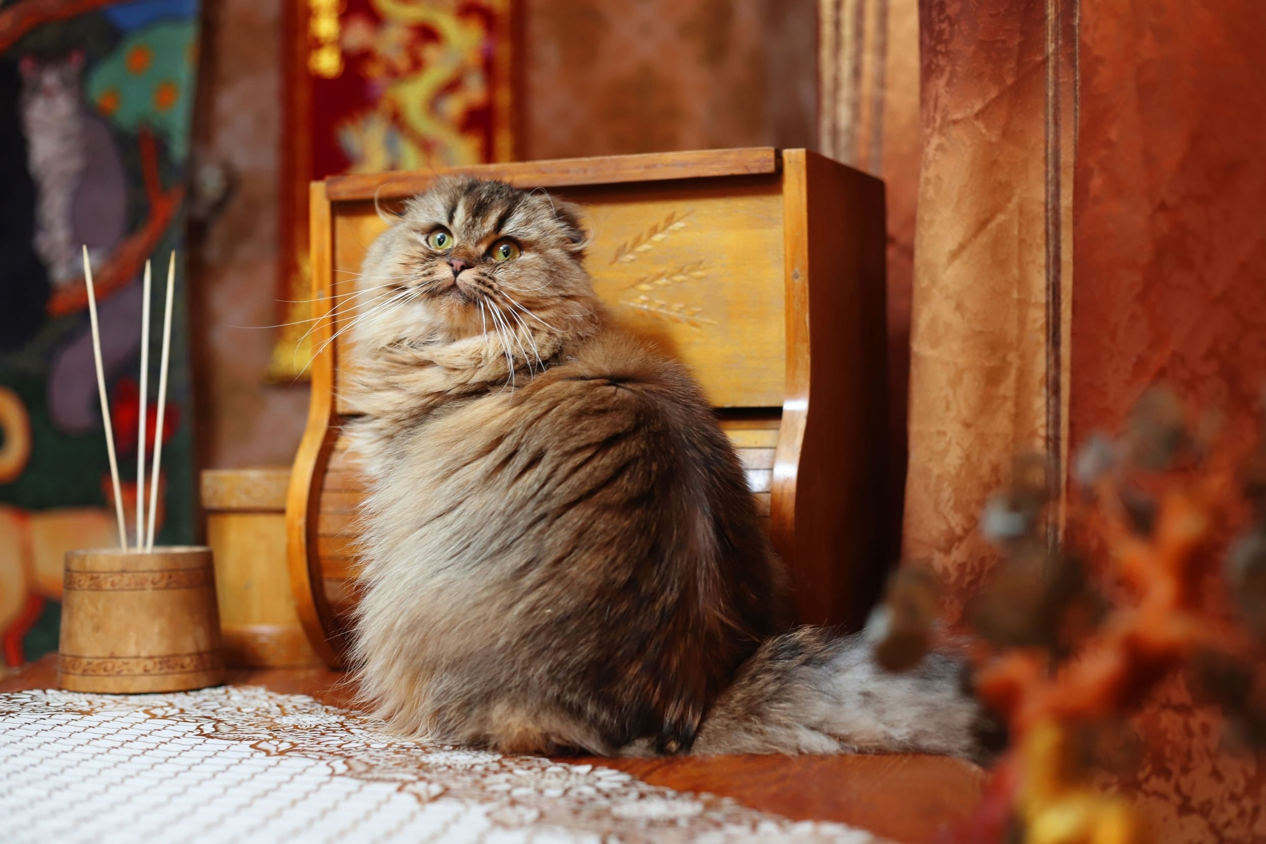 Кошачьи фотосессии. Художественный фотограф в Санкт-Петербурге Елизавета Чева