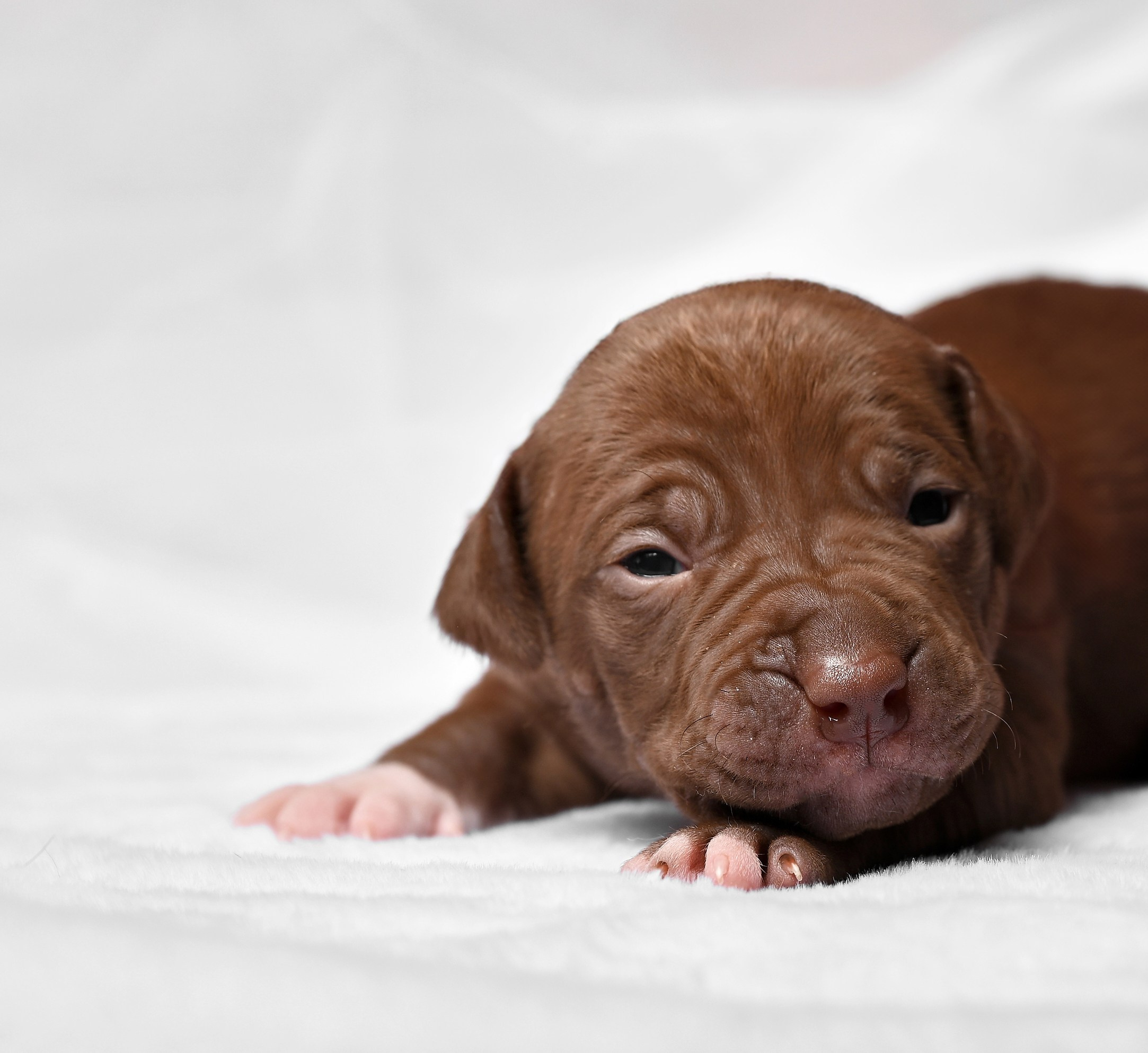 Фотосессия собак, щенков,. Предметная фото и видеосъемка в Саратове| Профессиональный фотограф