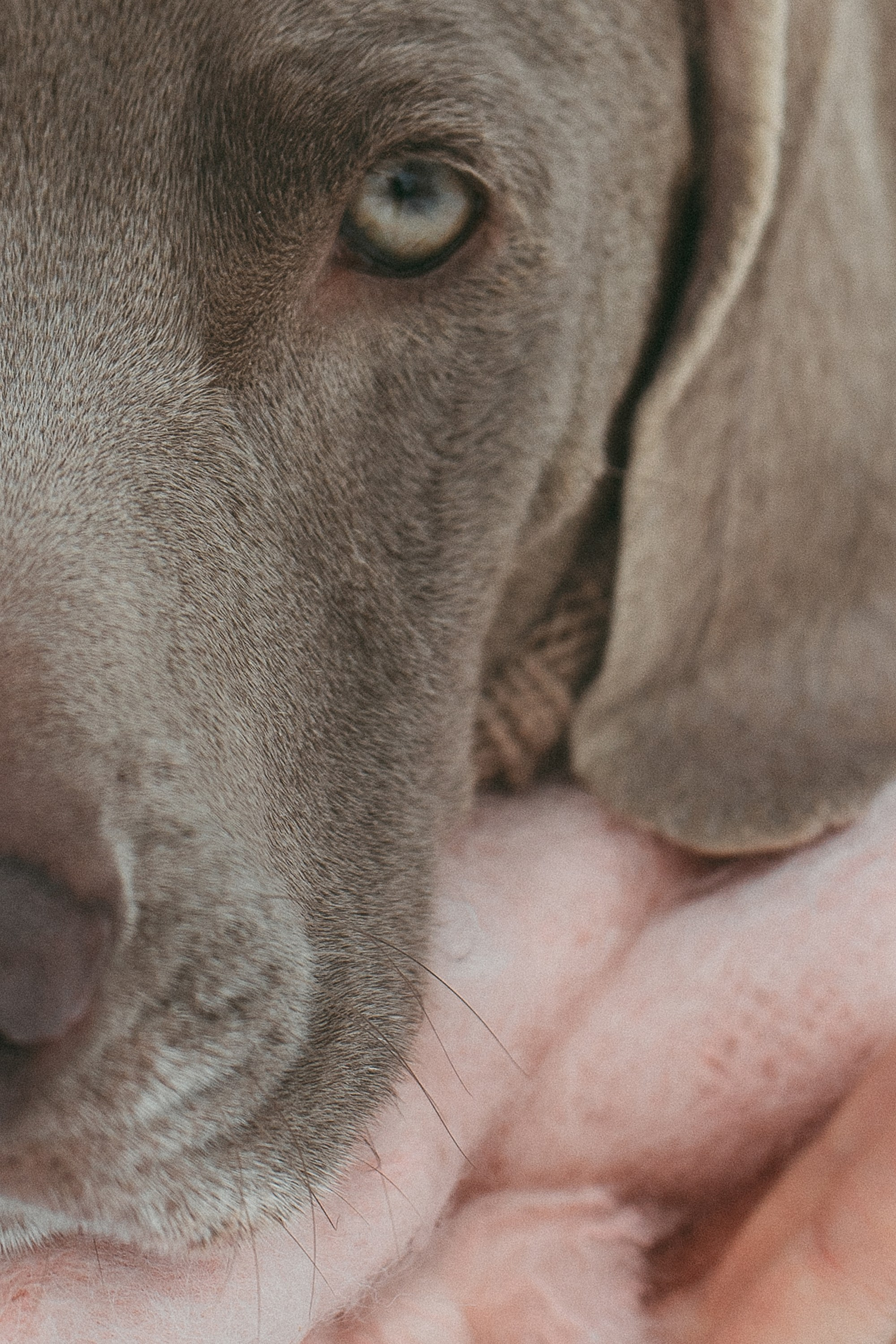 Лена и Фанни. Фотограф анималист в Москве и Санкт-Петербурге Свиридова Анна