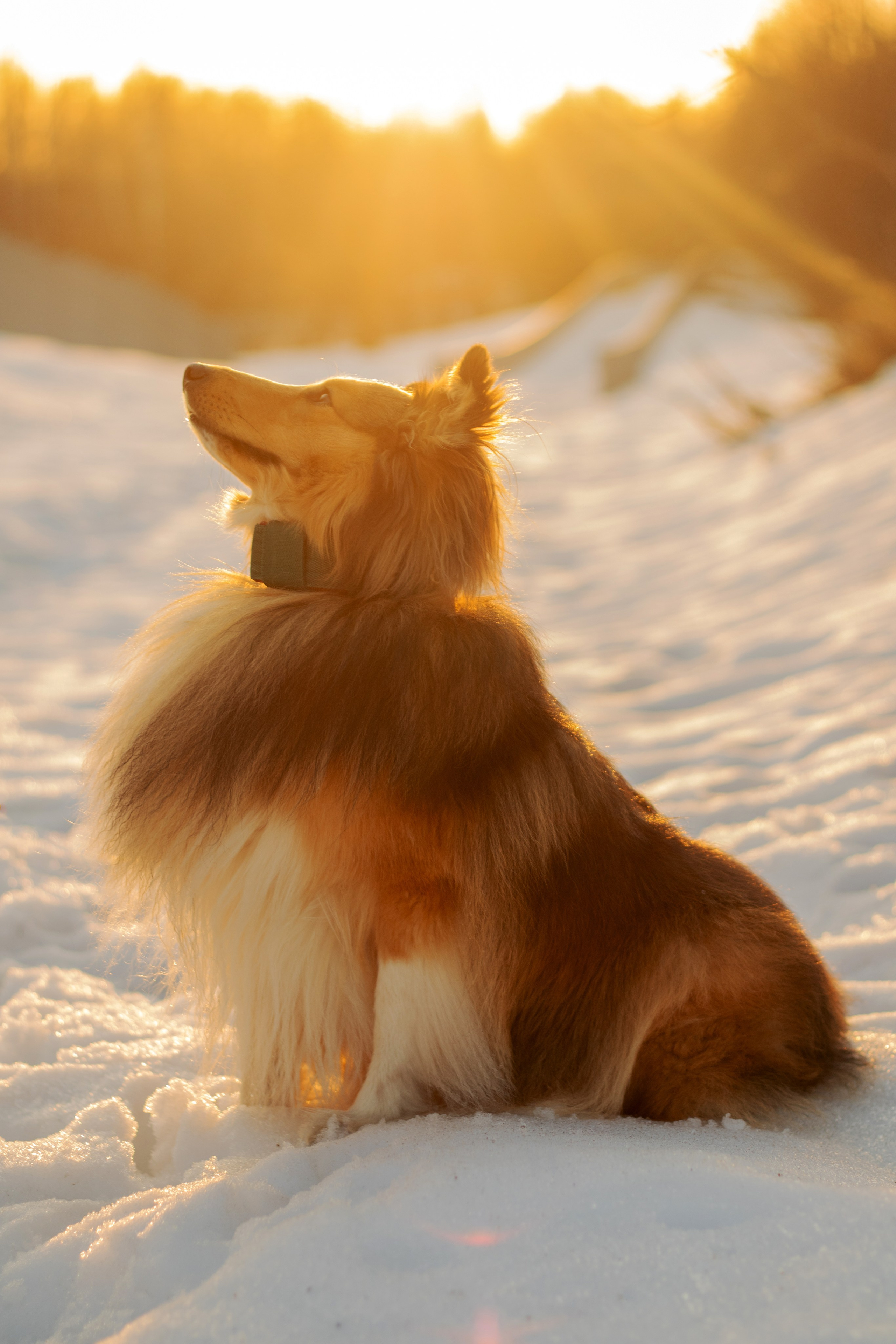 Арчи мой питомец шелти. Катя Попова|ЛайфСтайл фотограф