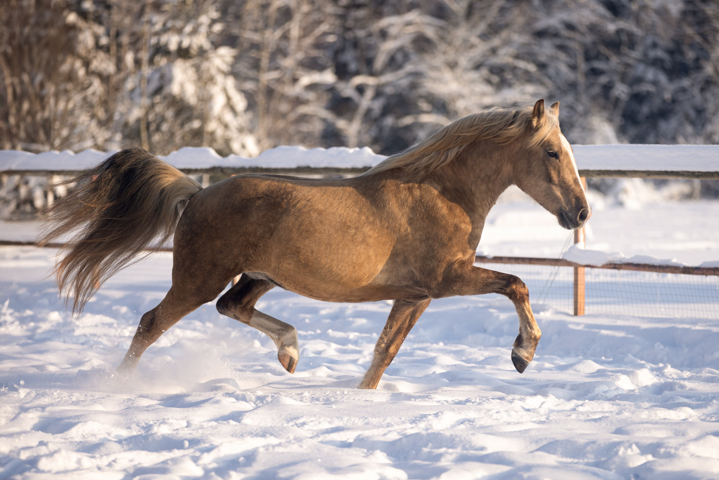 Лошади (разное). ESHE_PHOTO Фотограф в Москве и Московской области