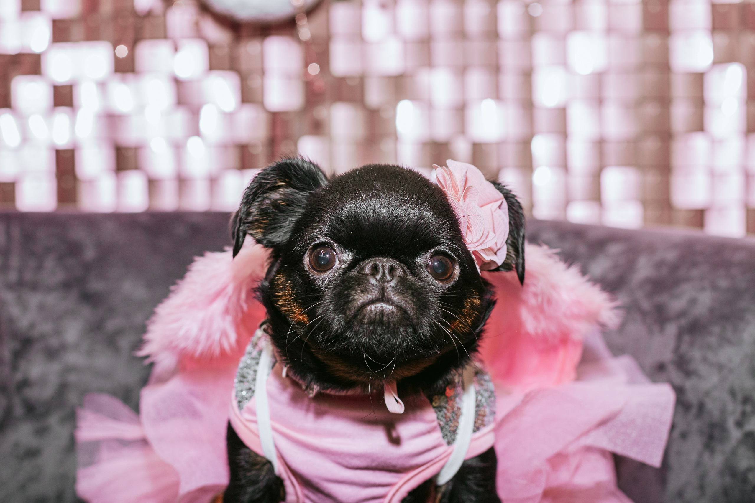 Бульёлка 2024. Фотограф-анималист Татьяна Степанова