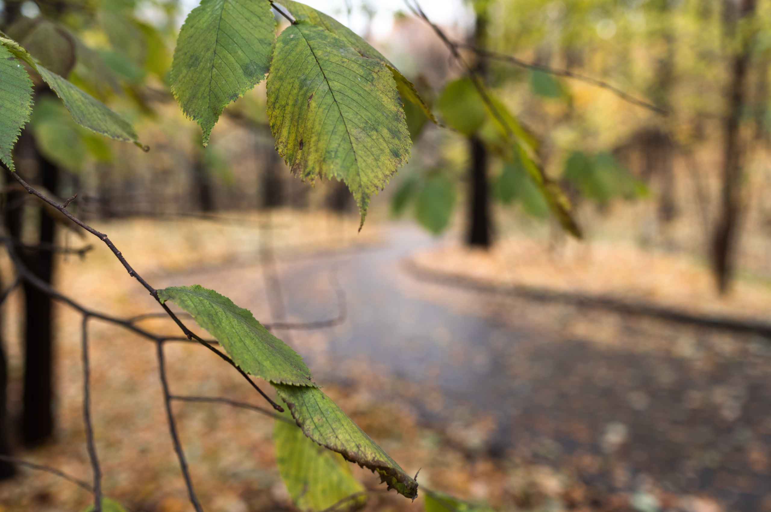 20231031 Нескучный сад. Дмитрий Ремизов. Фотография, как хобби