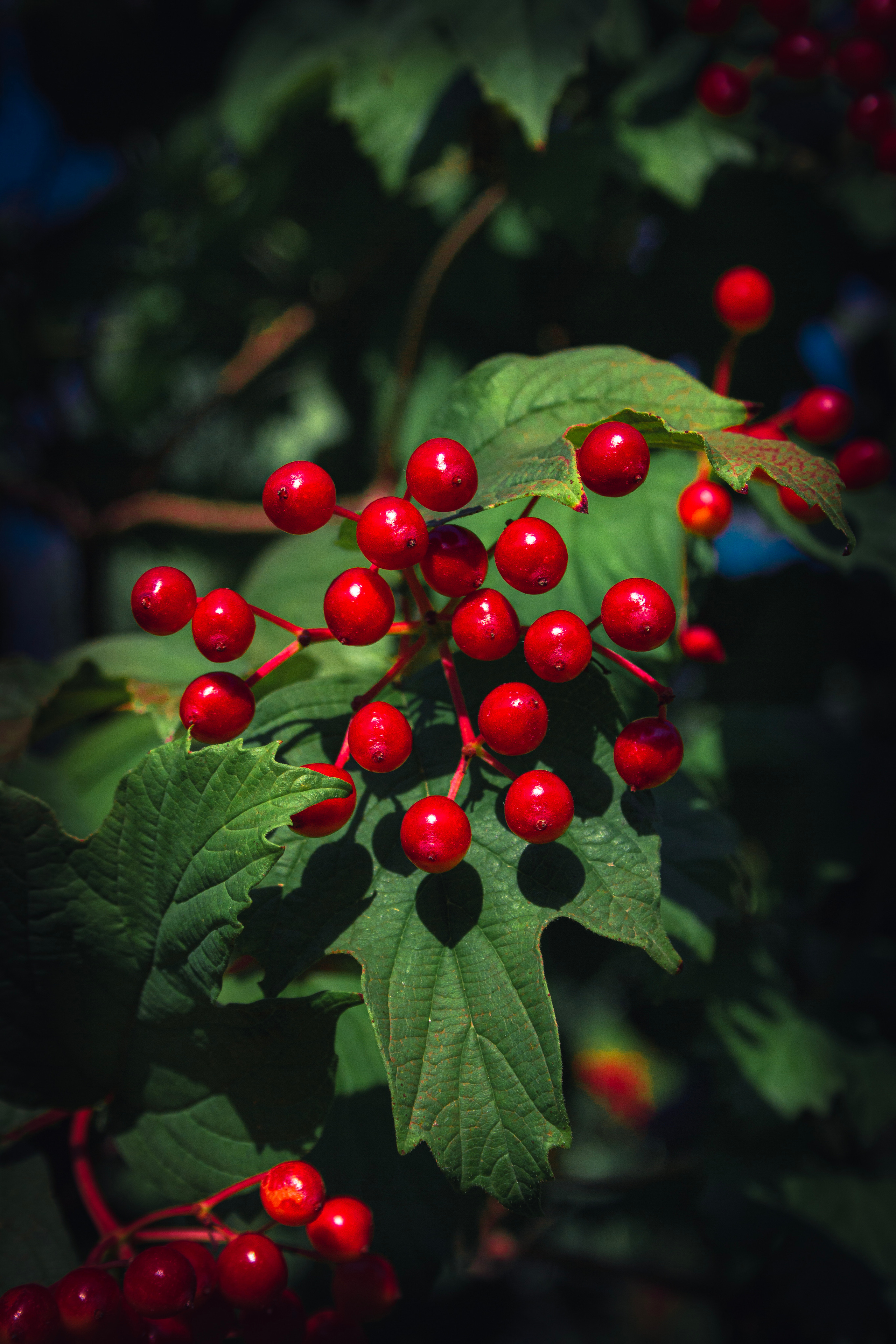 Природа. Фотограф и видеограф DOSERZH (Добрин Сергей) в городе Москва и МО