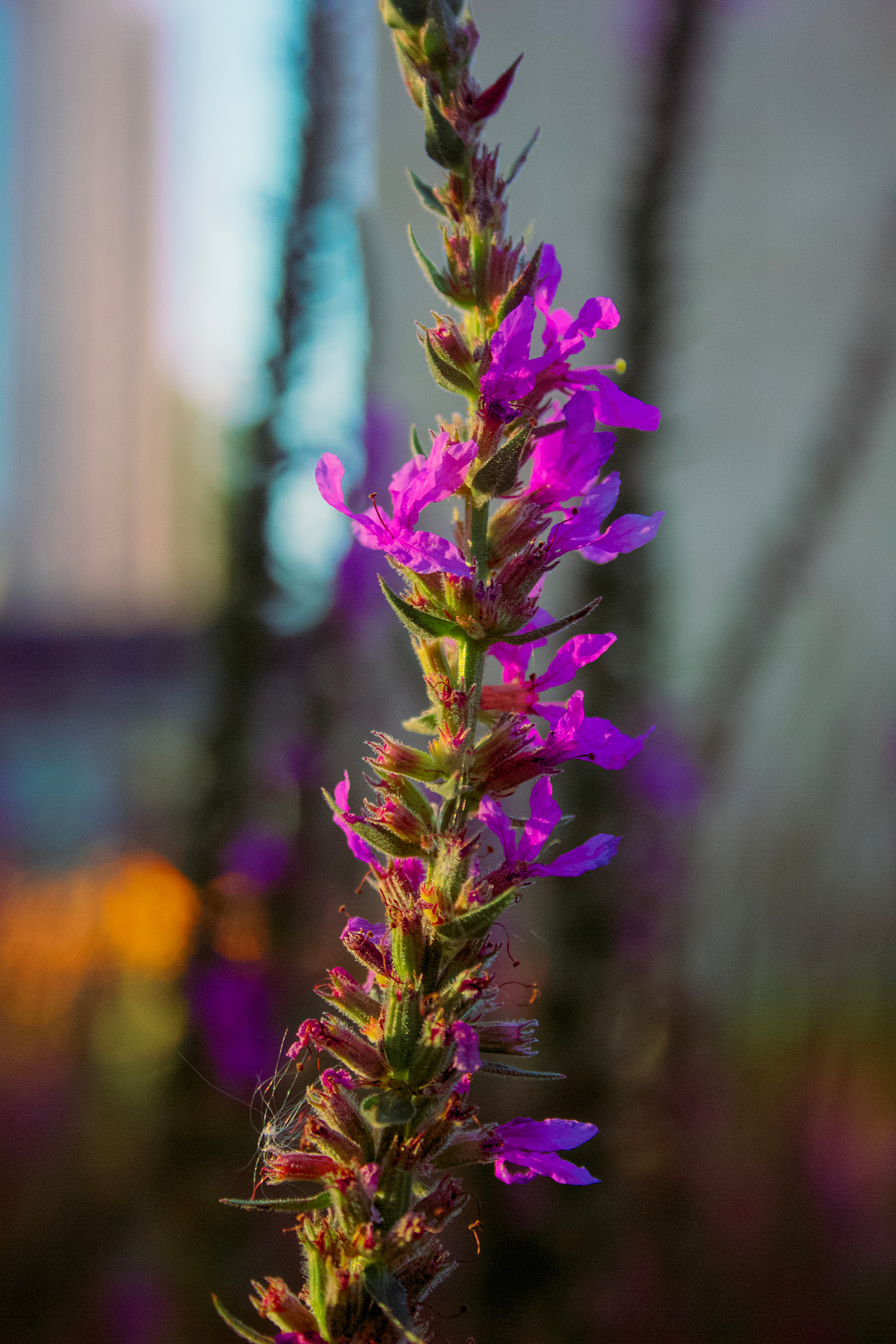 Природа. Фотограф и видеограф DOSERZH (Добрин Сергей) в городе Москва и МО