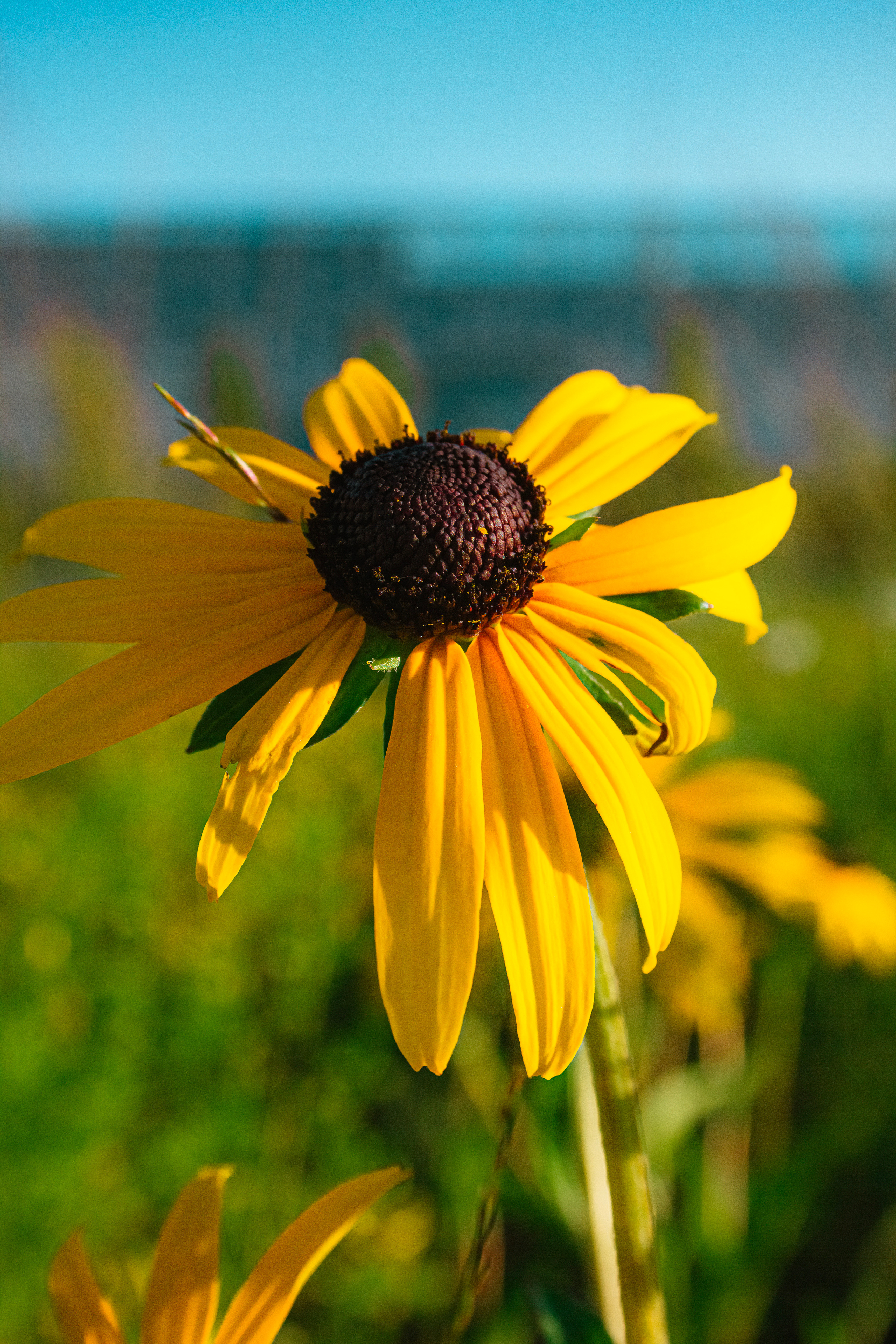 Природа. Фотограф и видеограф DOSERZH (Добрин Сергей) в городе Москва и МО