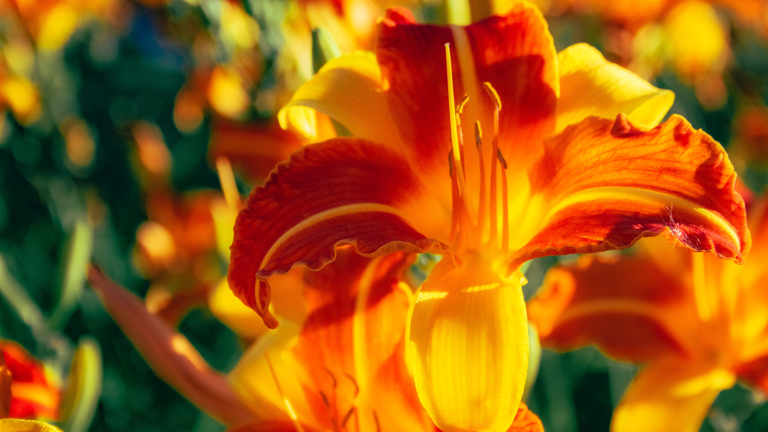 Природа. Фотограф и видеограф DOSERZH (Добрин Сергей) в городе Москва и МО