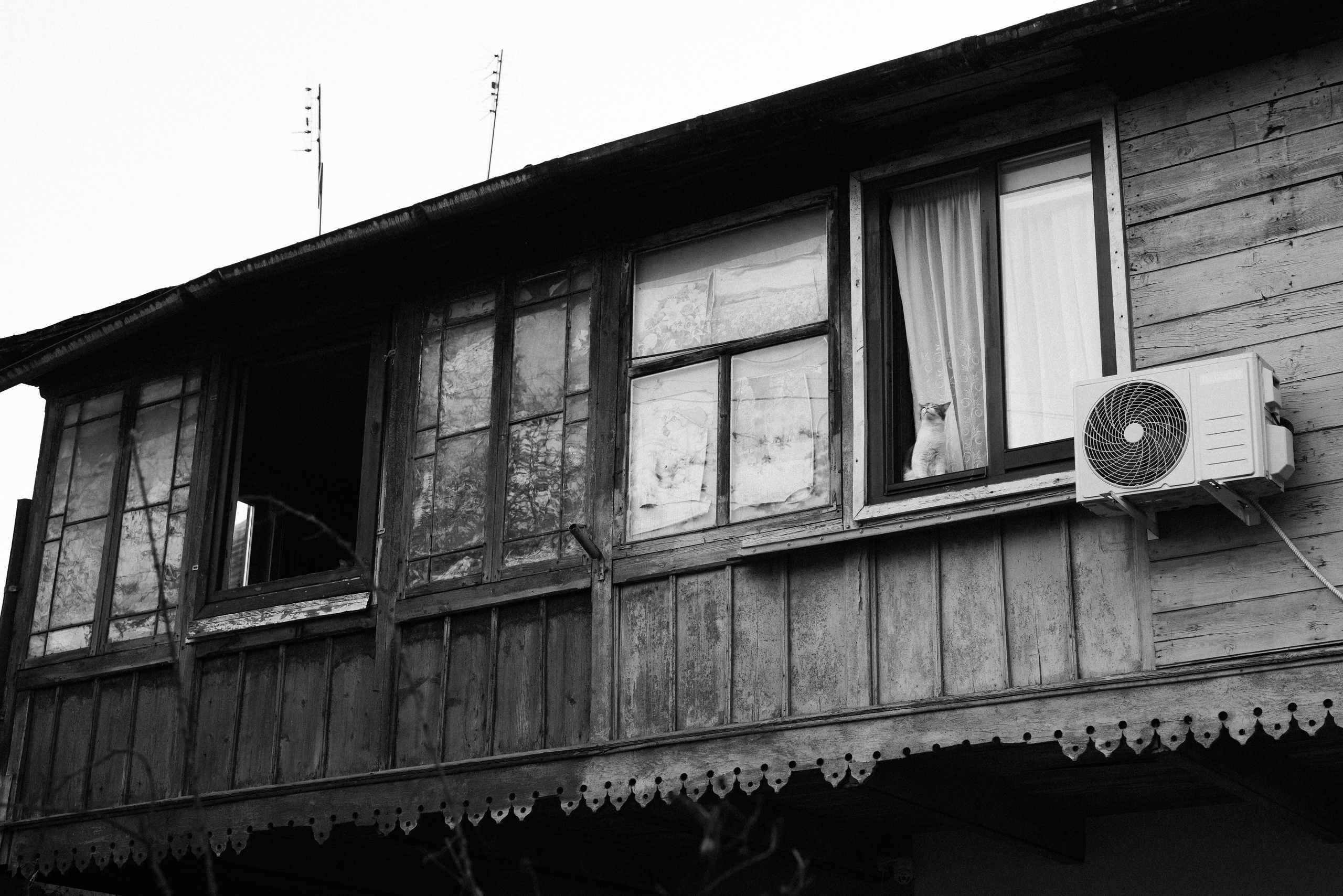 Коты Зеленоградска. Фотограф Зеленоградск Красильникова Елена