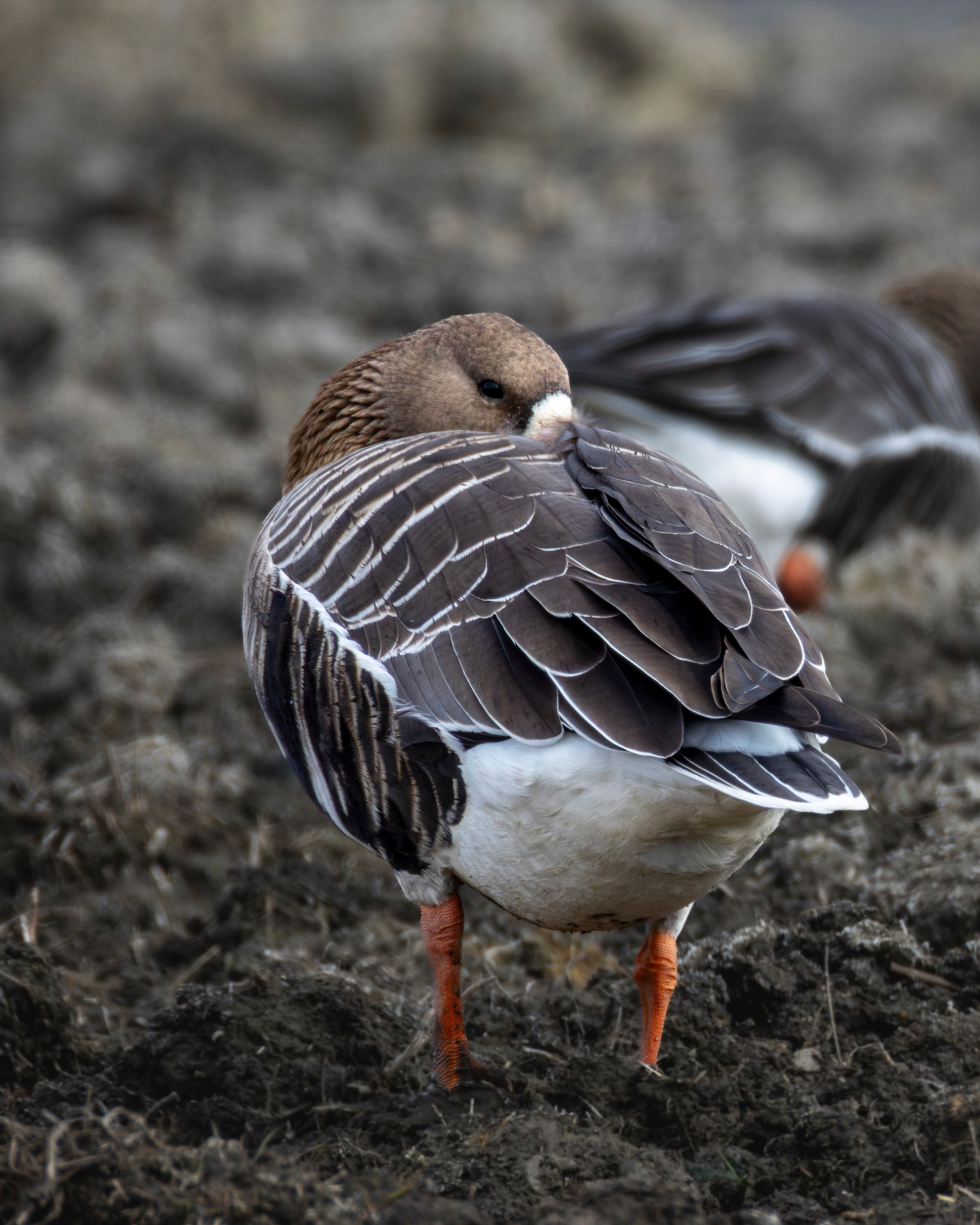 Одинокий белолобый гусь