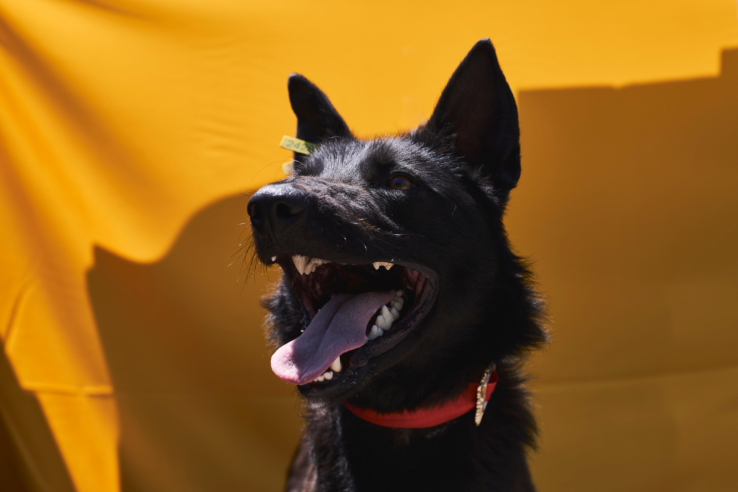 Портреты собак из приюта в г. Ставрополь. Анна Потявина. Фотограф Москва